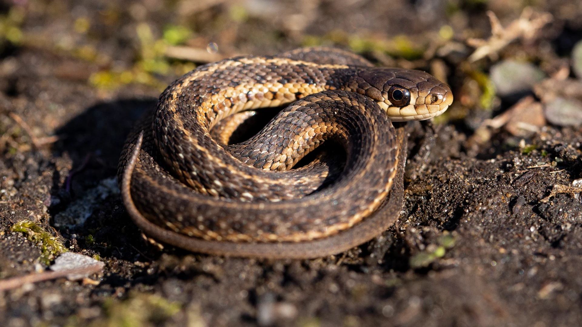 Eastern Garter Snake