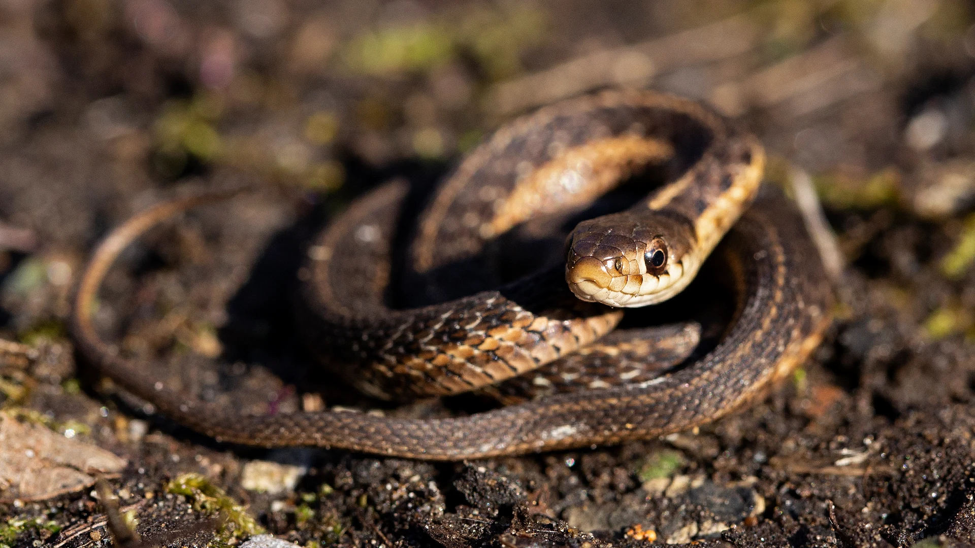 Eastern Garter Snake