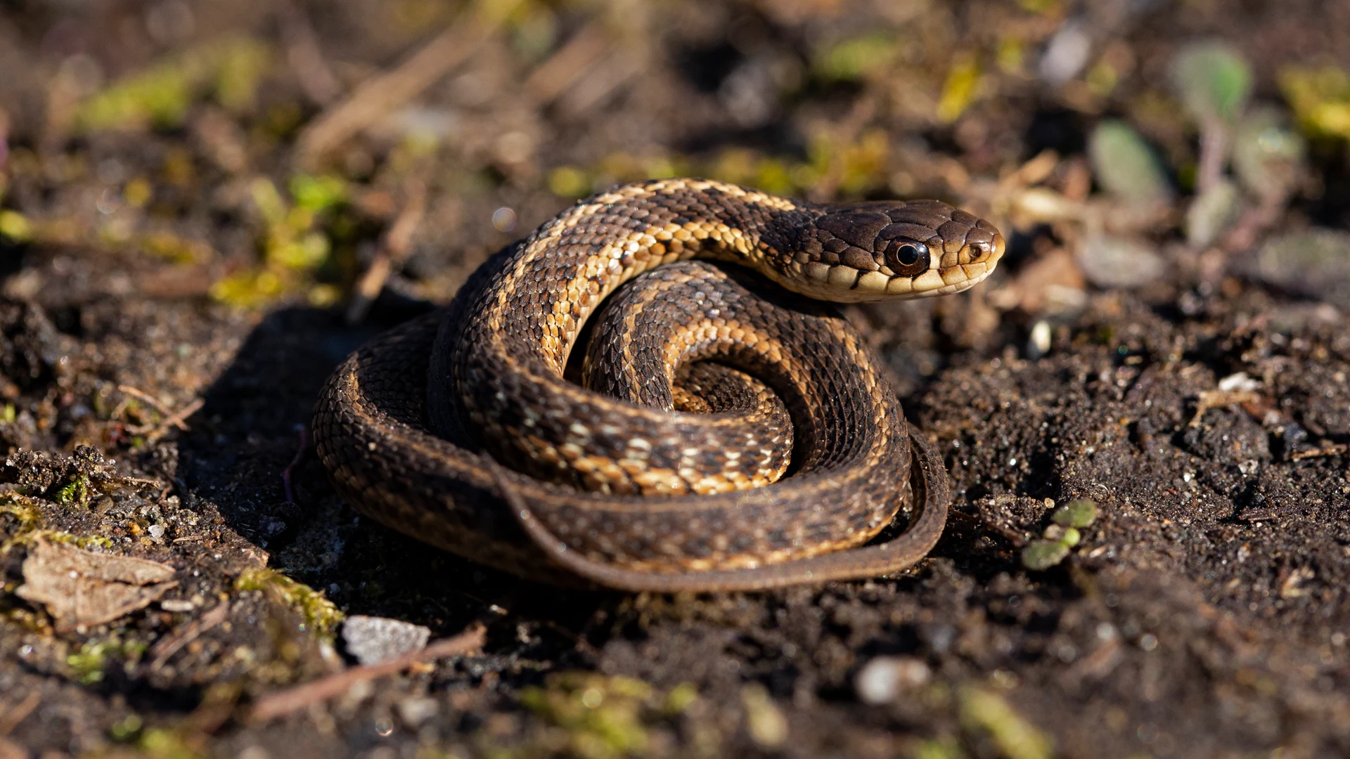 Eastern Garter Snake