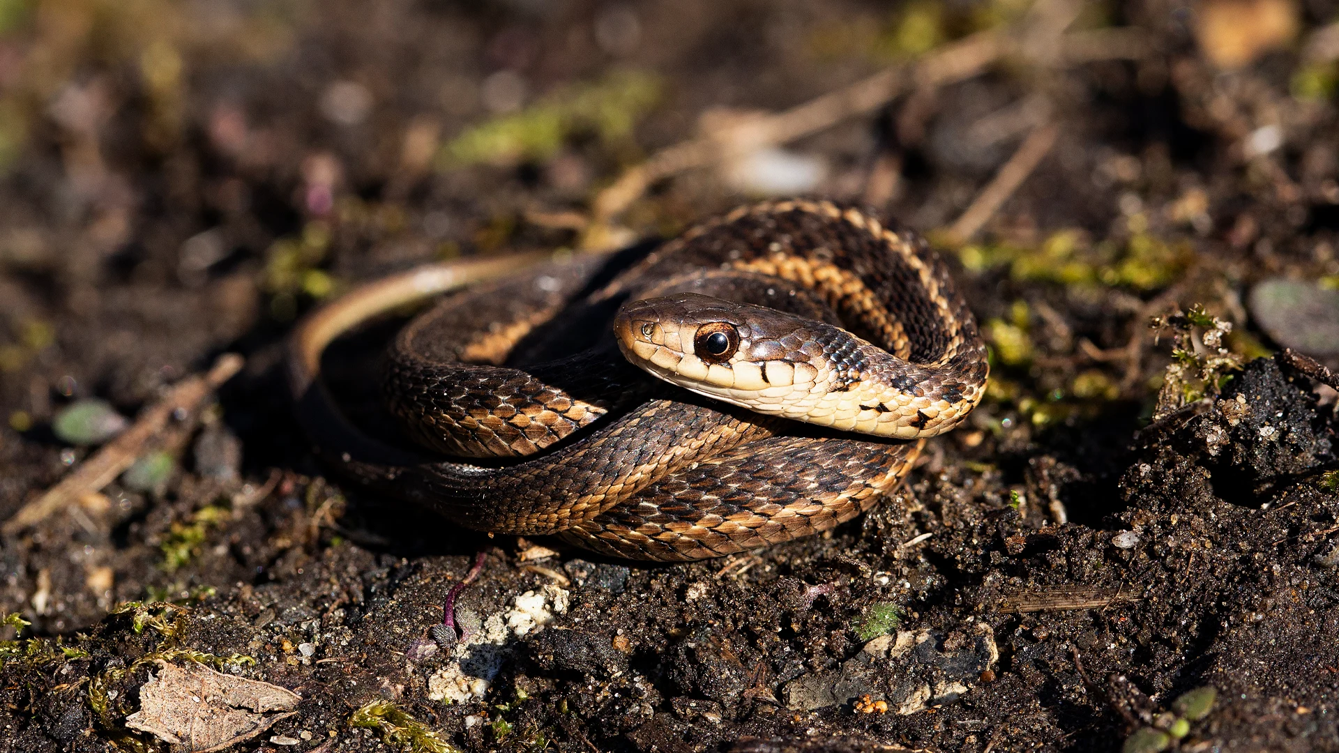 Eastern Garter Snake