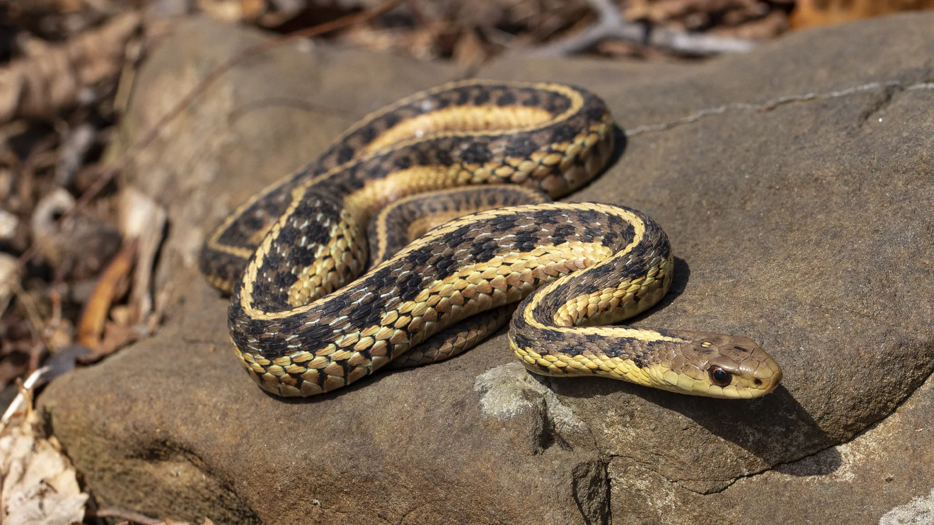 Eastern Garter Snake