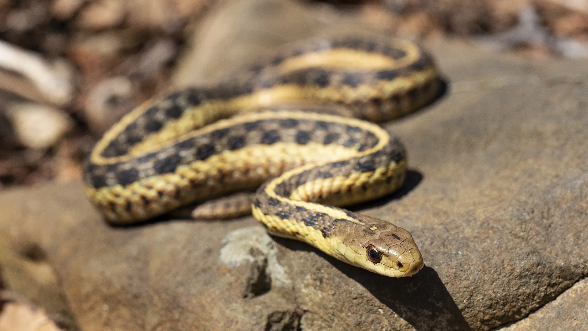 Eastern Garter Snake