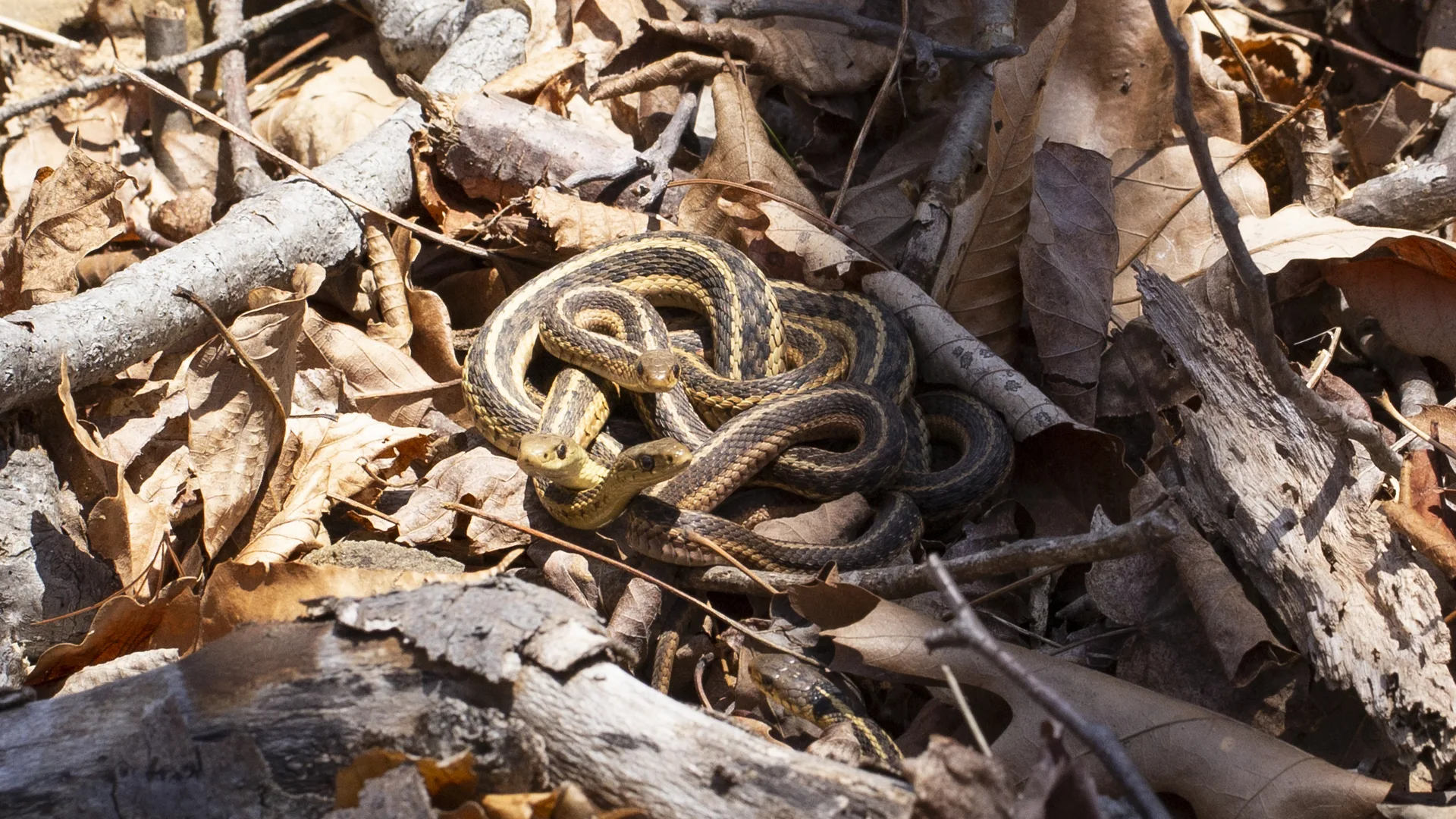 Eastern Garter Snake
