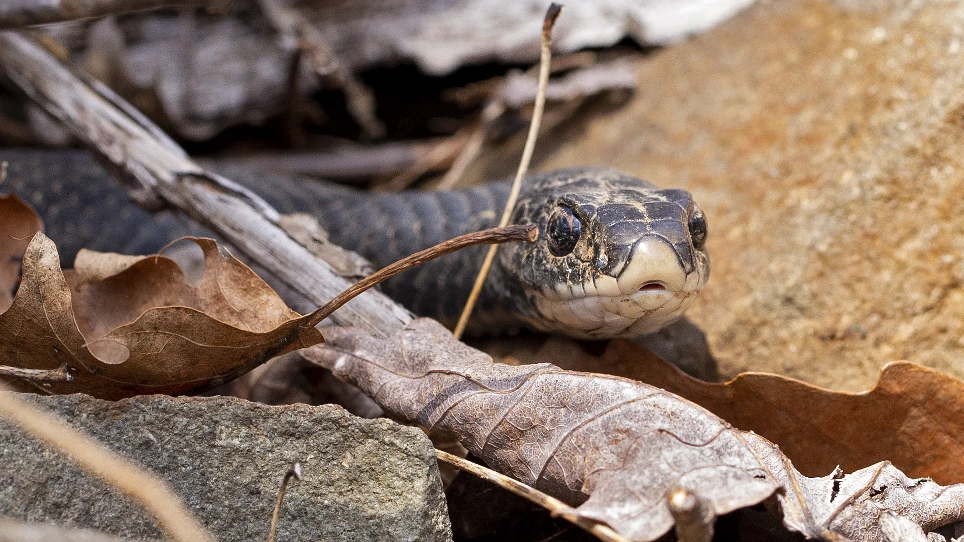 Northern Black Racer