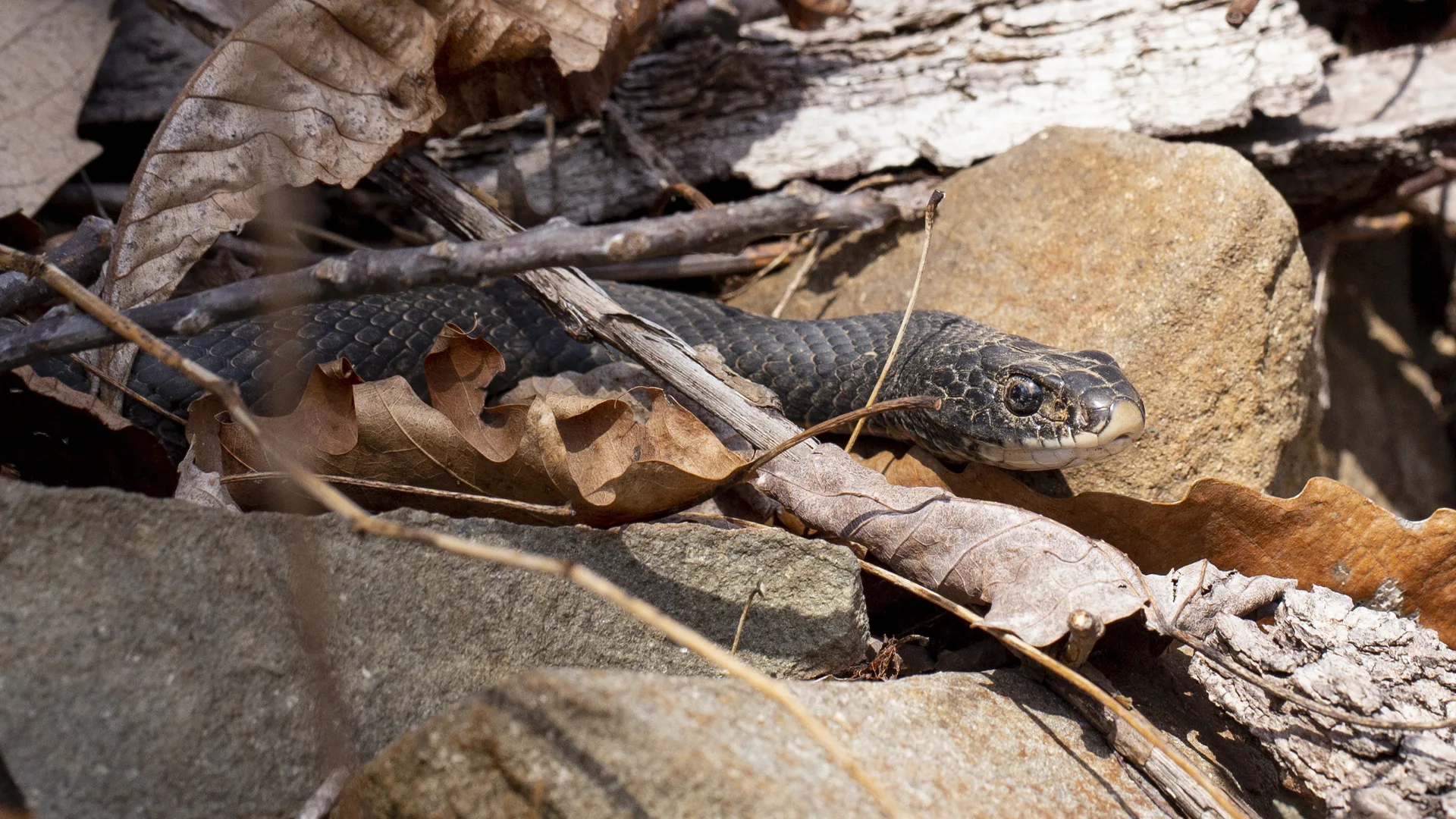 Northern Black Racer