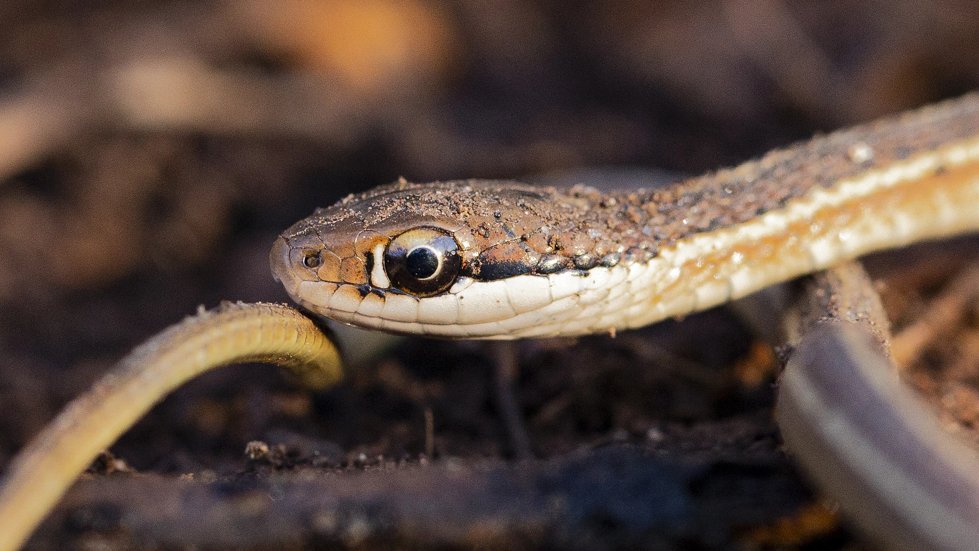 Eastern Ribbon Snake