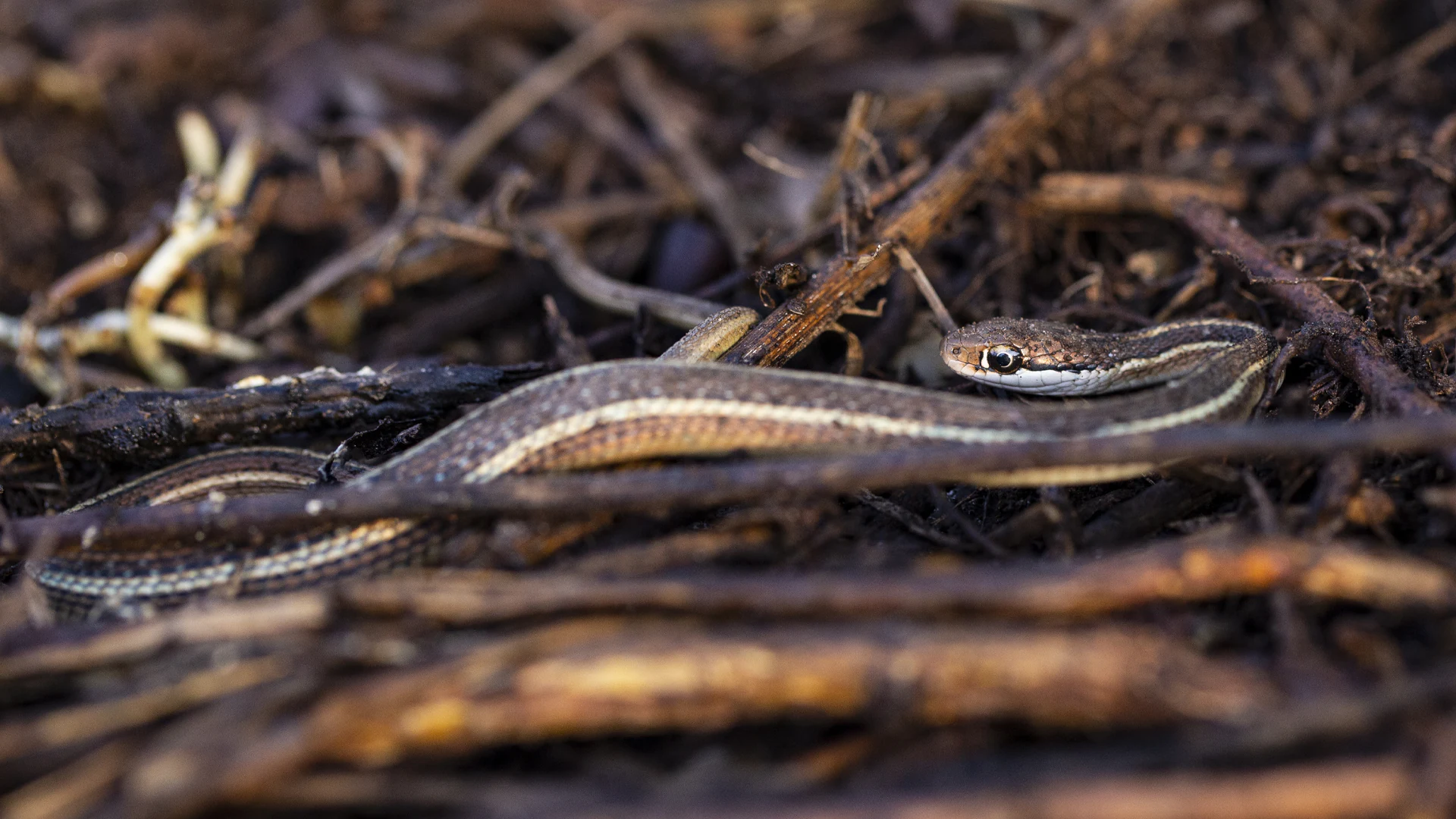 Eastern Ribbon Snake