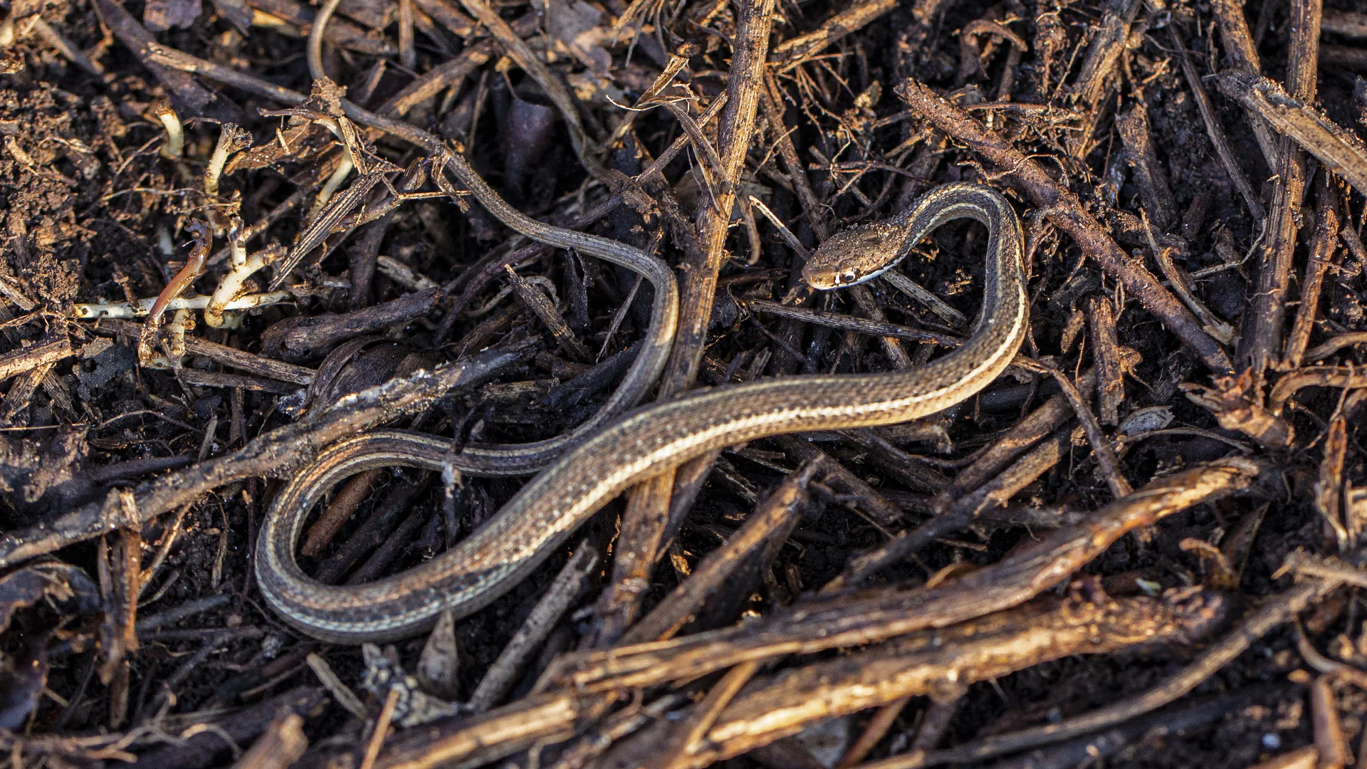 Eastern Ribbon Snake