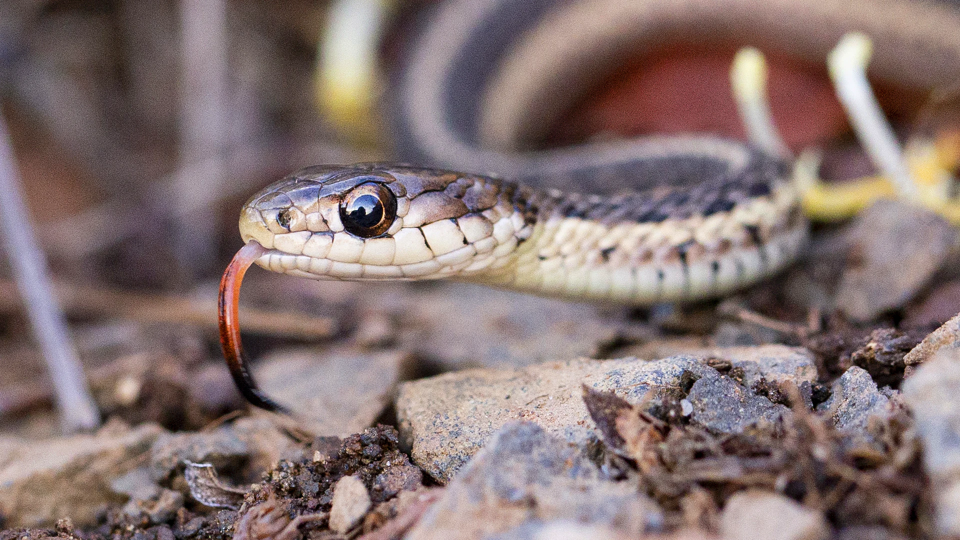 Eastern Garter Snake