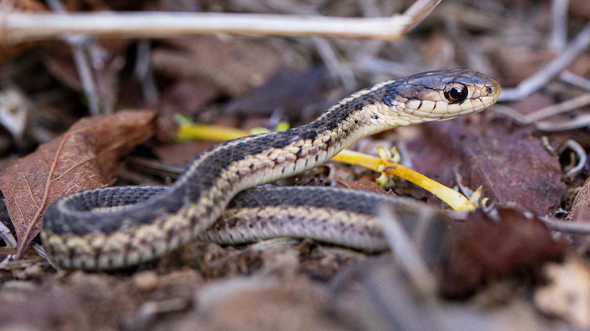 Eastern Garter Snake