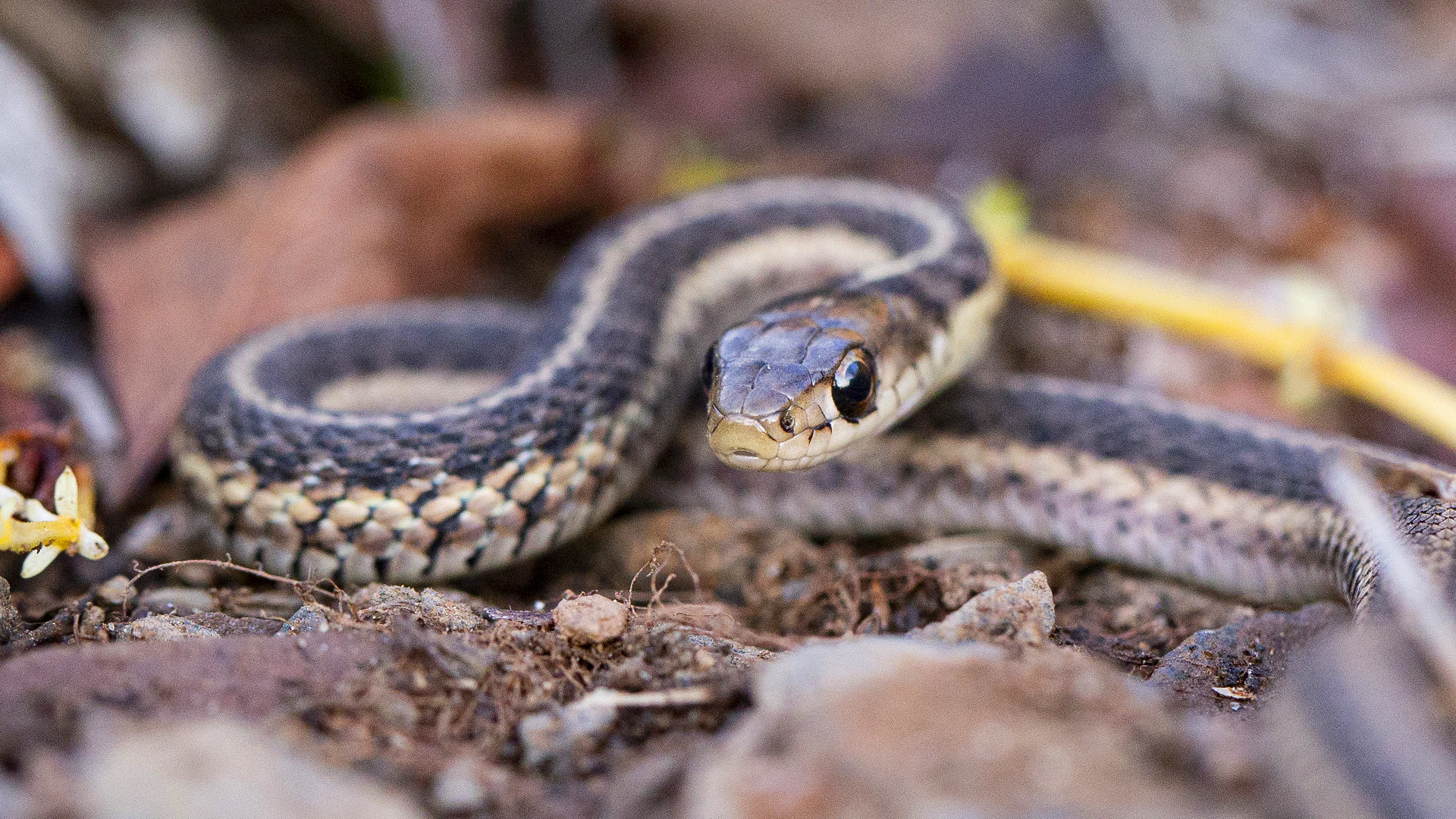 Eastern Garter Snake