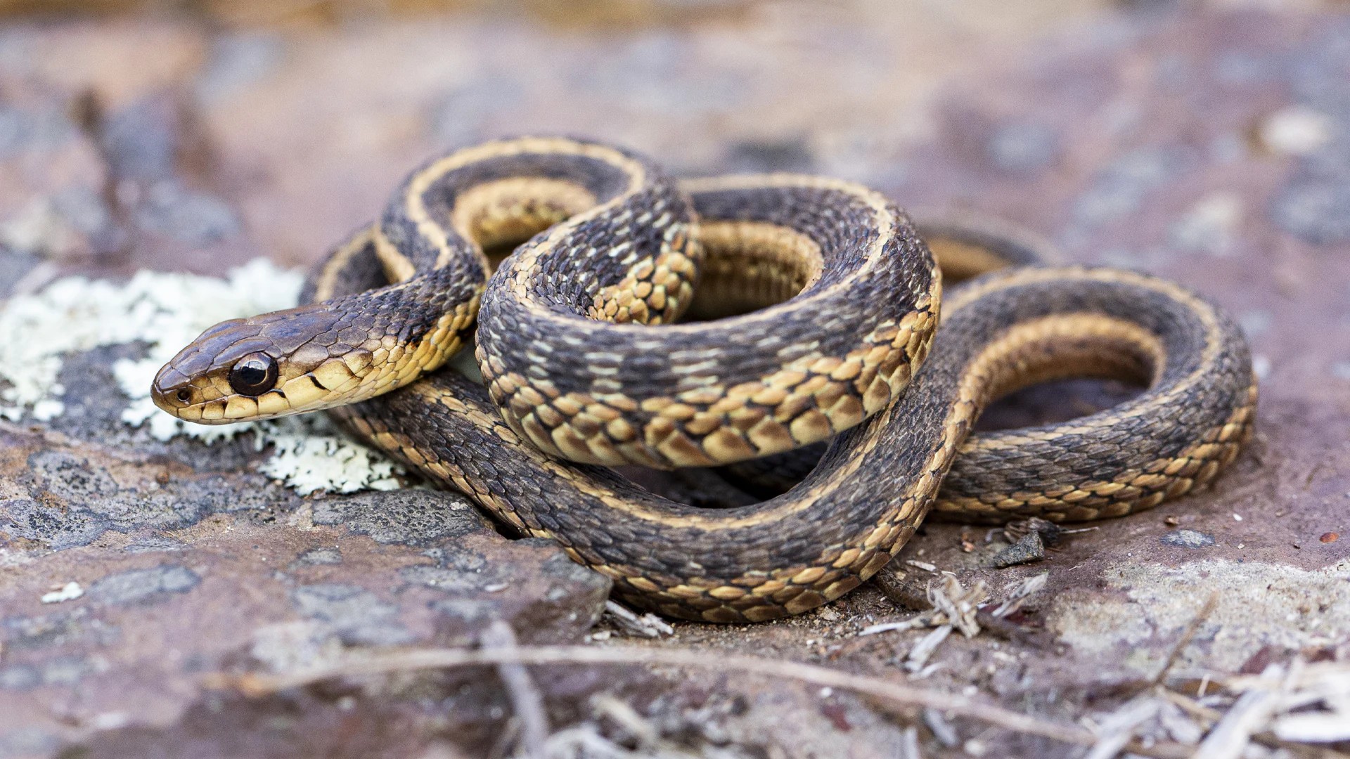Eastern Garter Snake