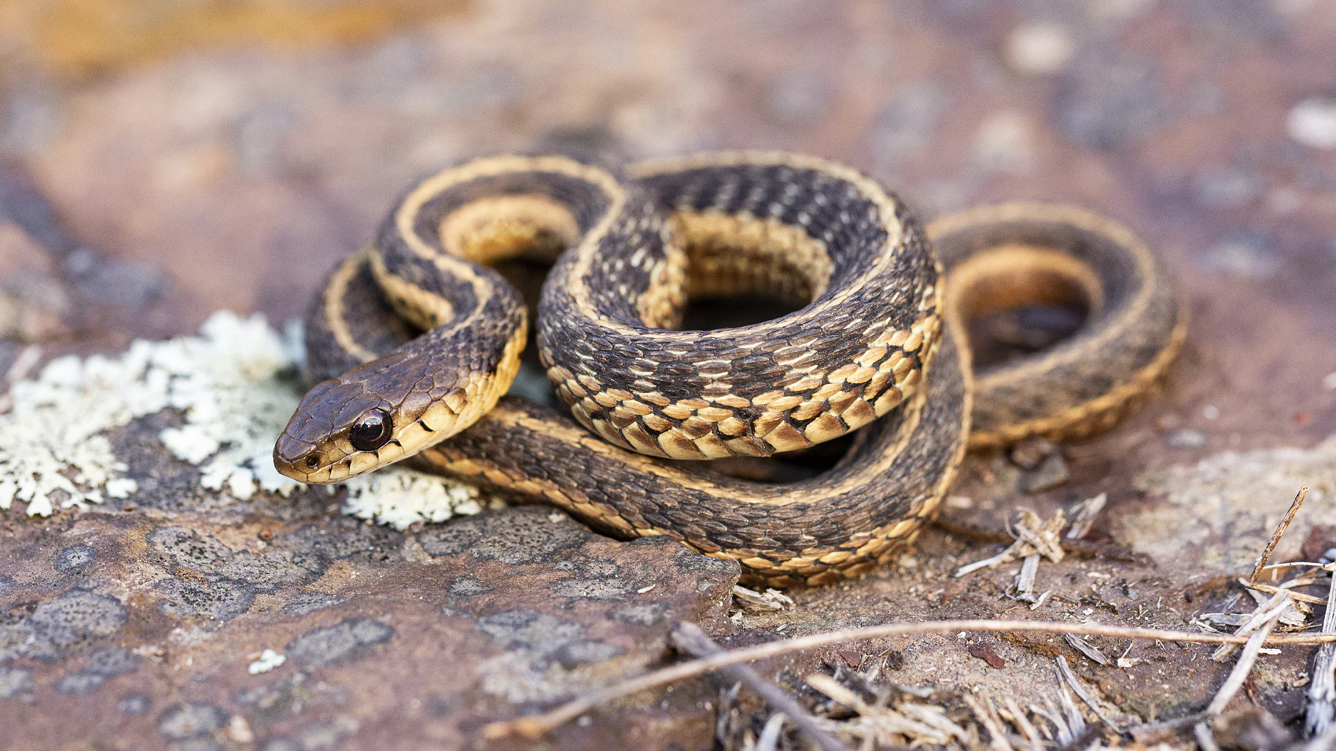 Eastern Garter Snake