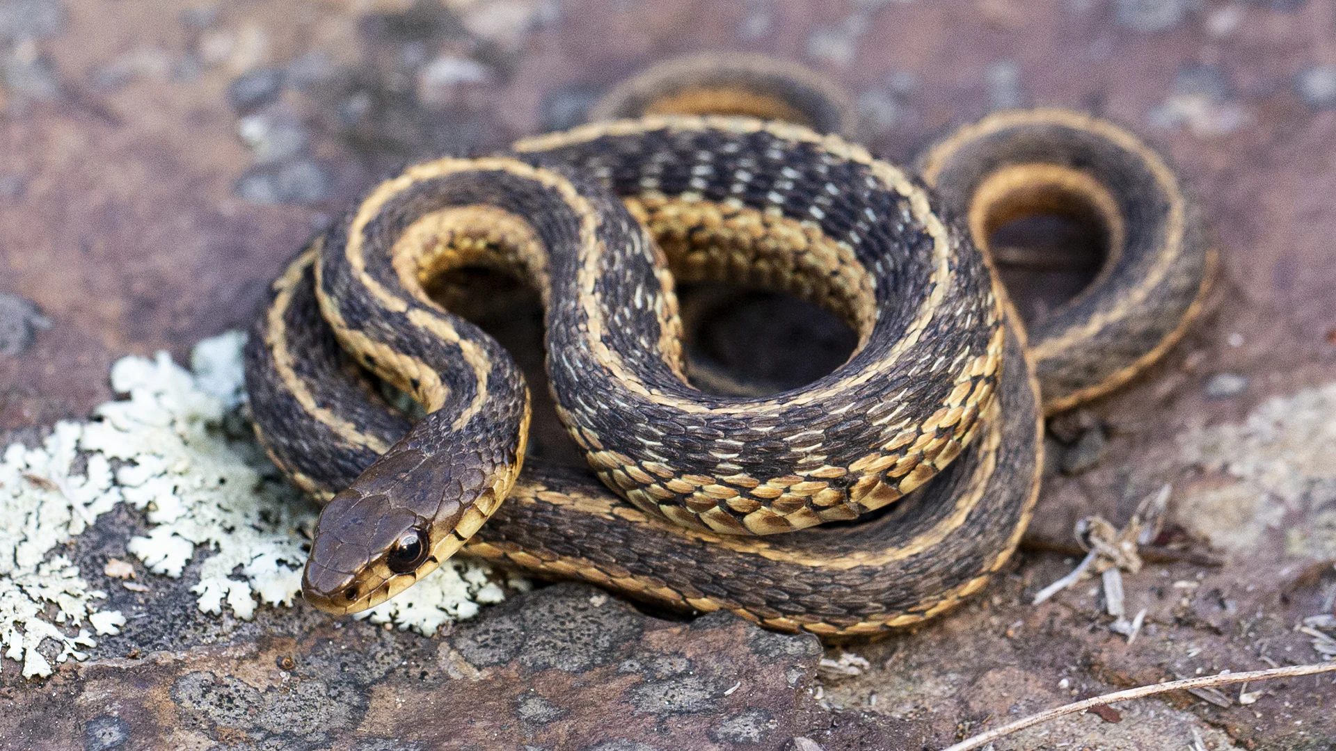 Eastern Garter Snake