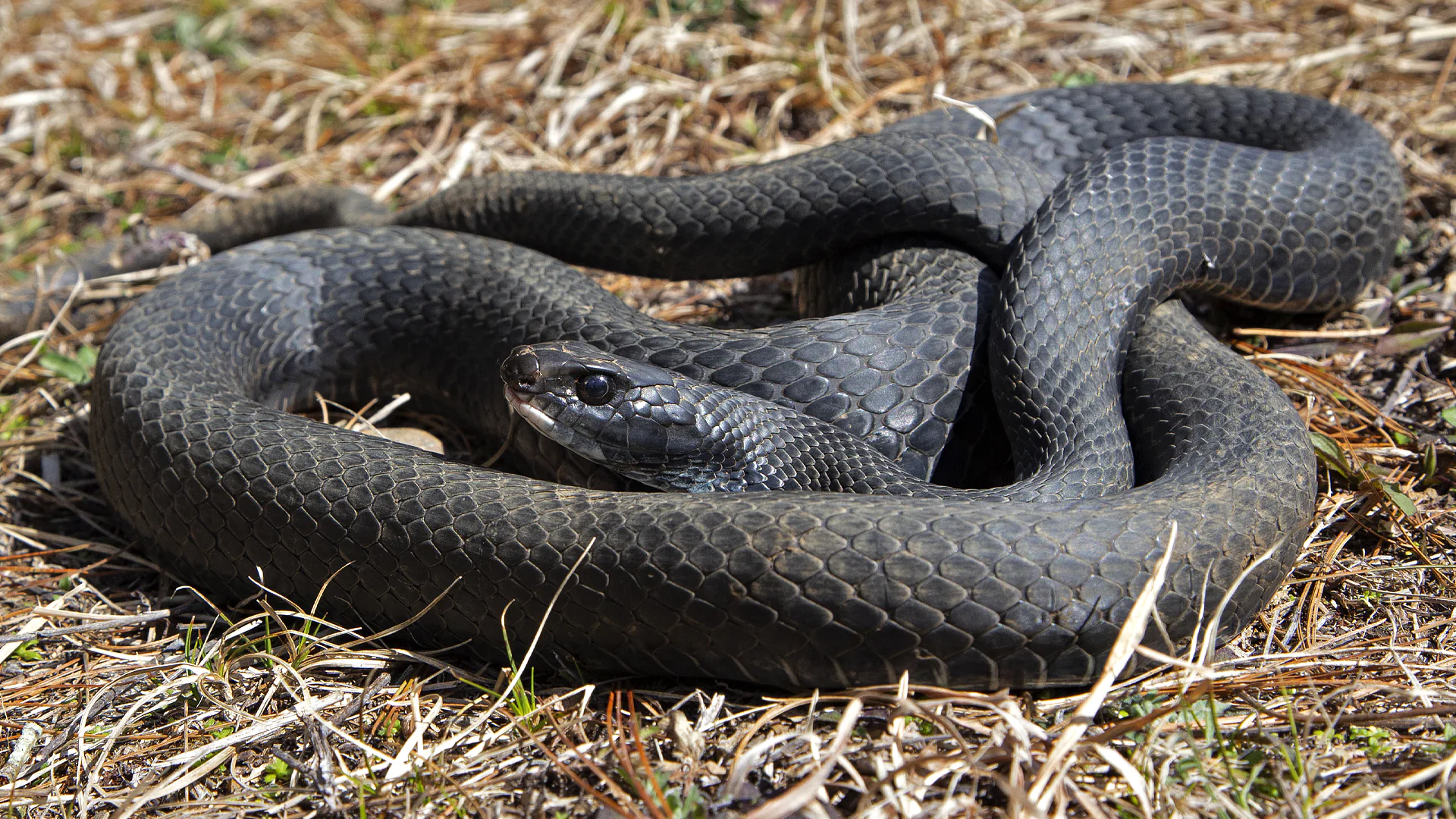 Northern Black Racer