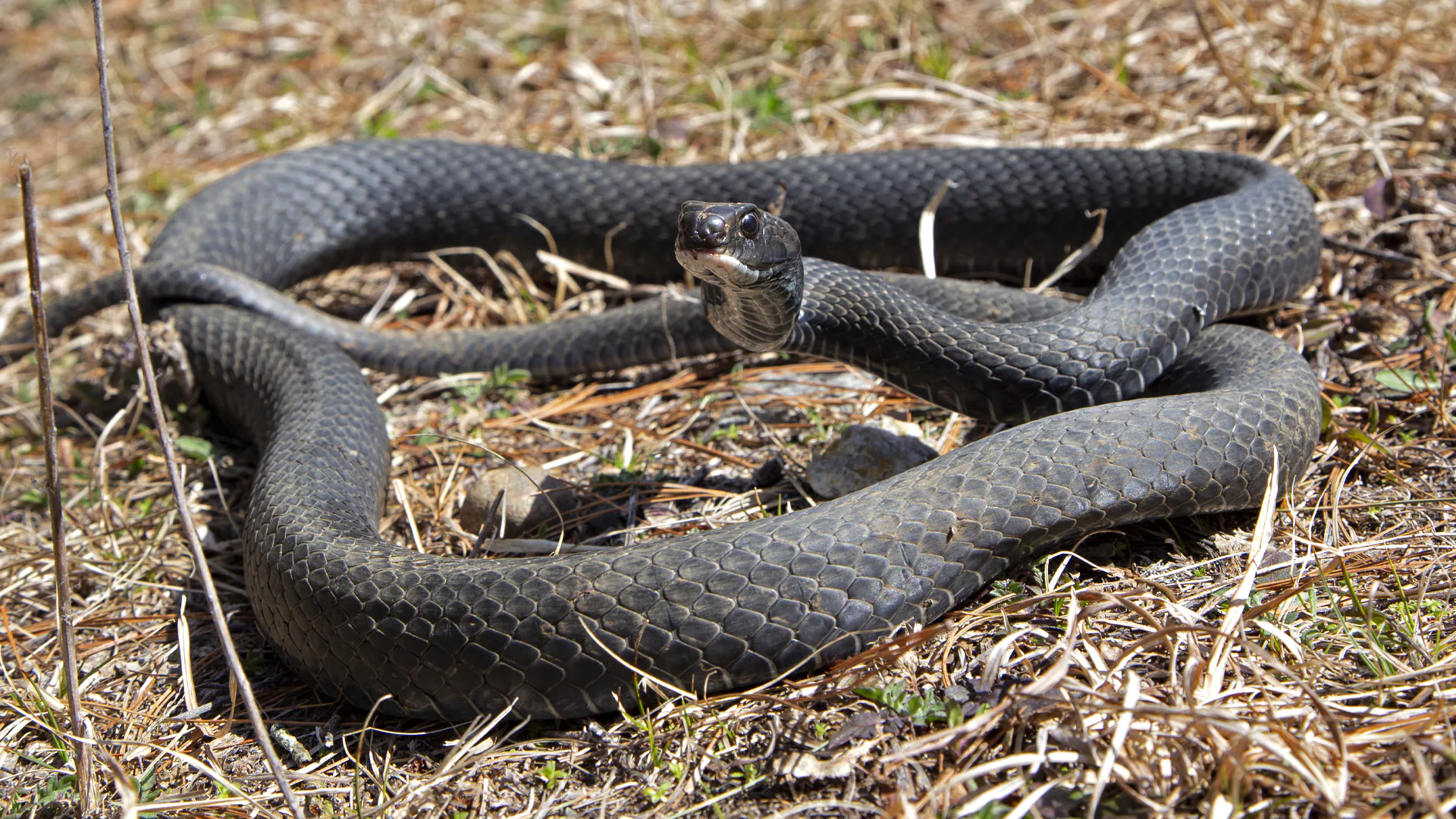 Northern Black Racer