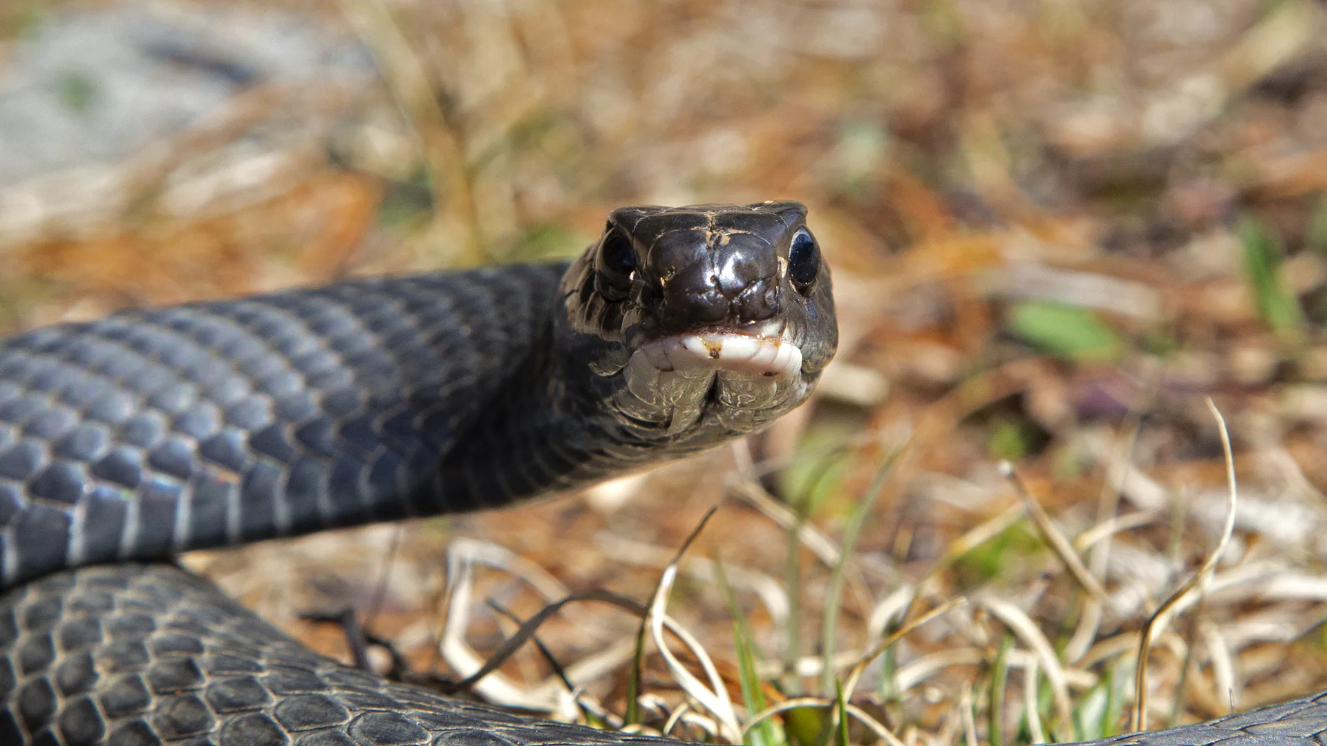 Northern Black Racer