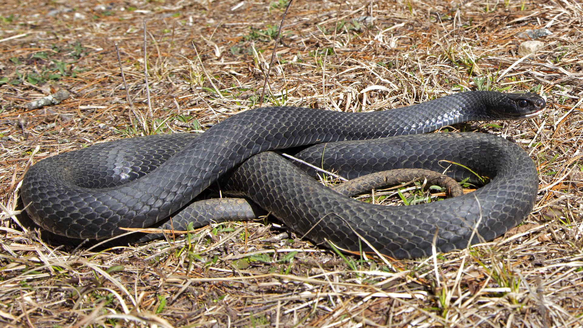 Northern Black Racer