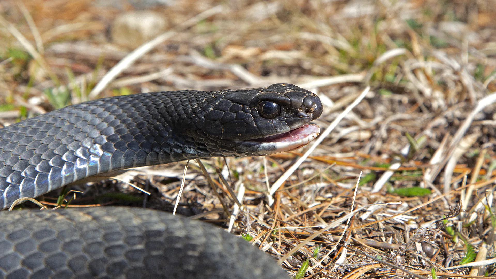 Northern Black Racer