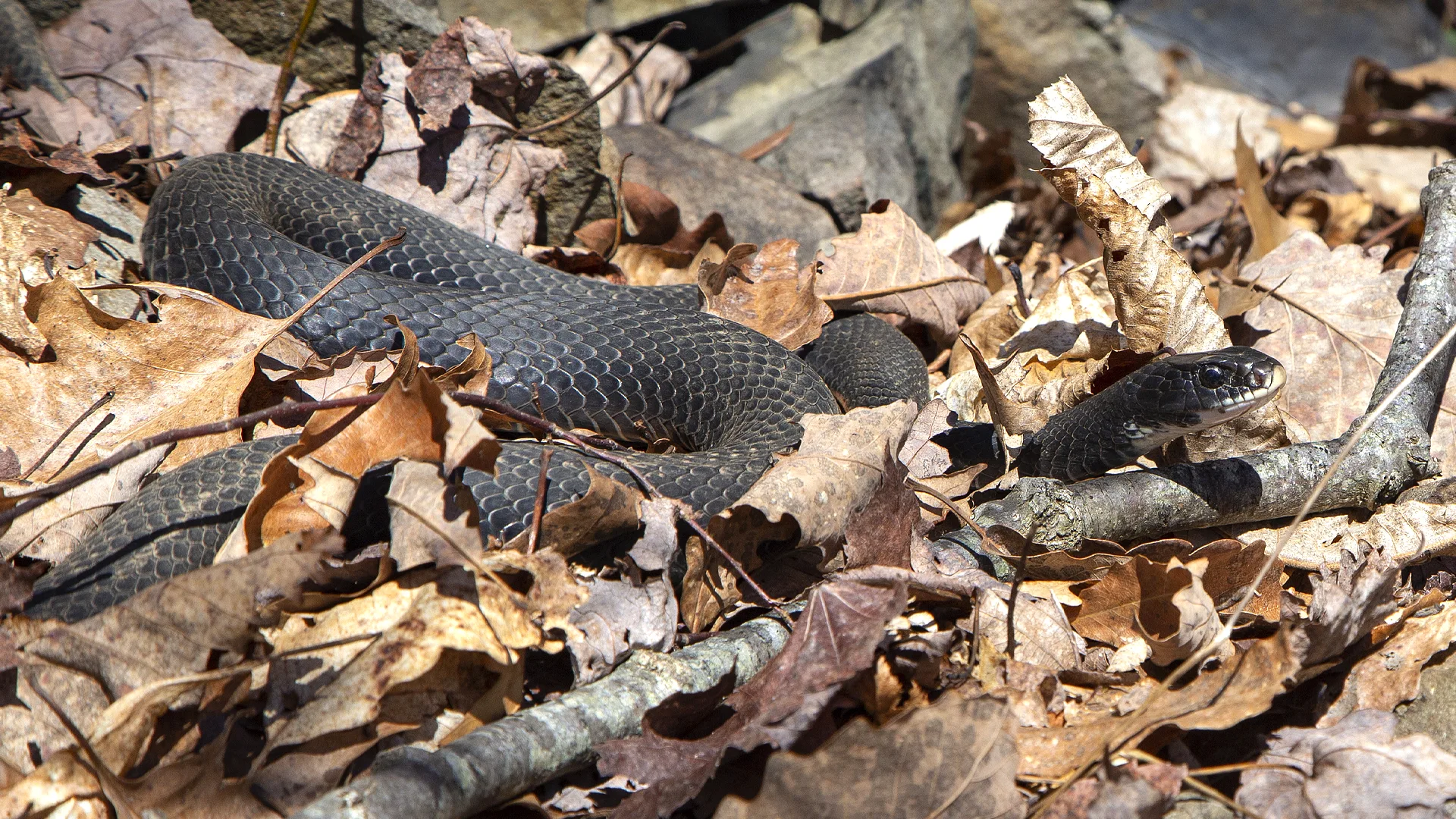 Northern Black Racer