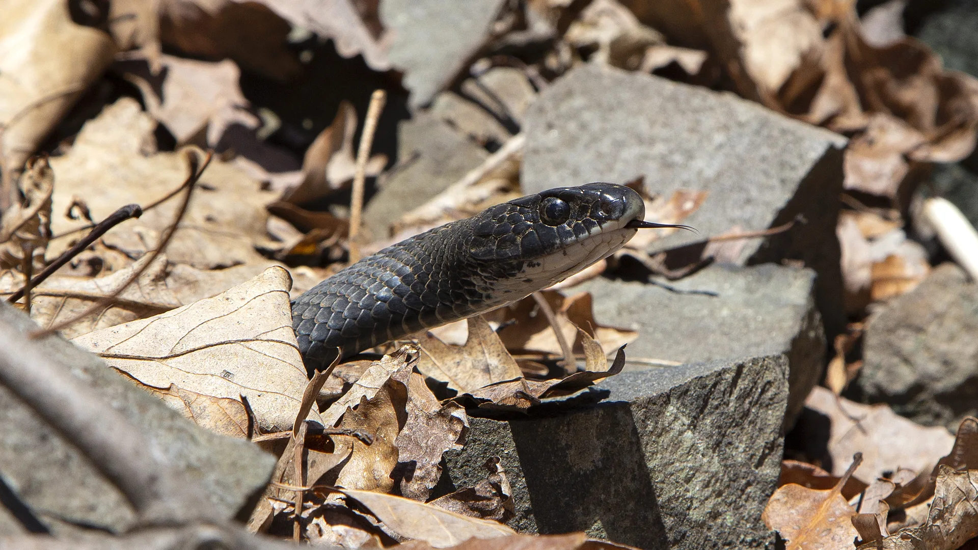 Northern Black Racer