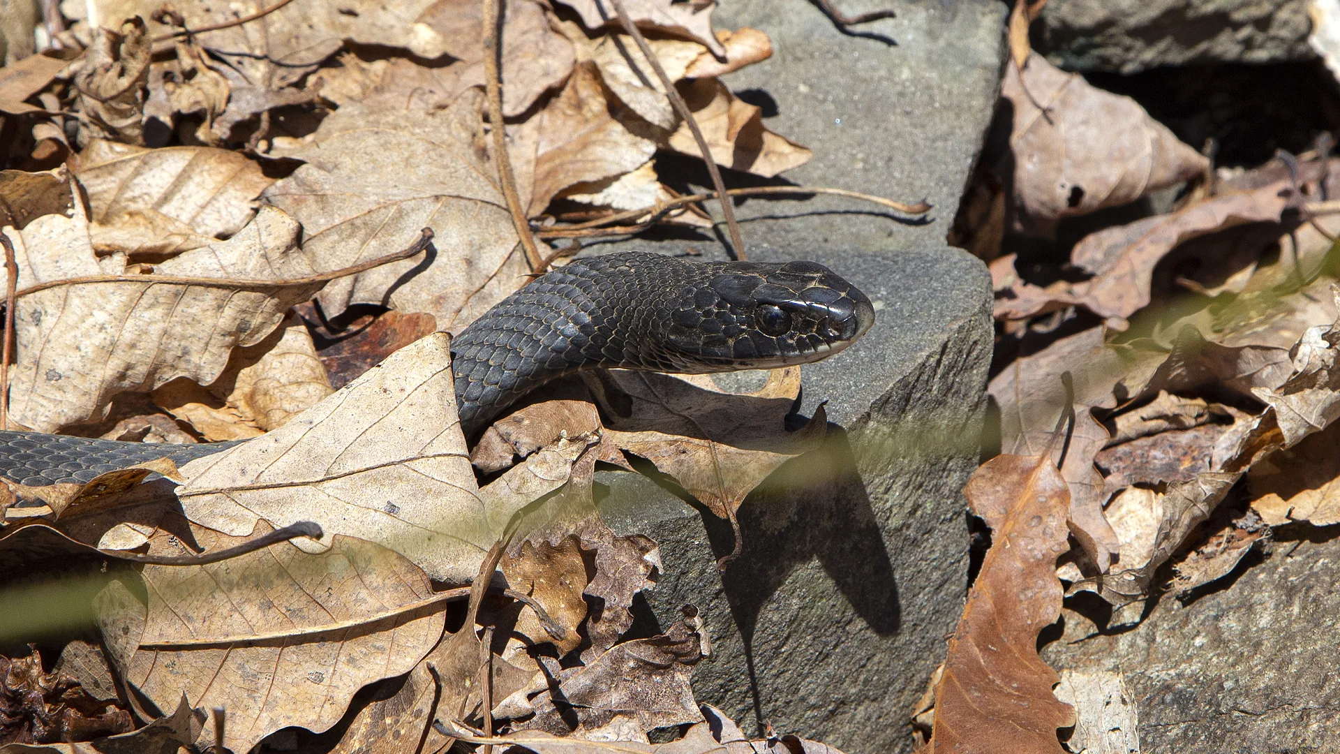Northern Black Racer