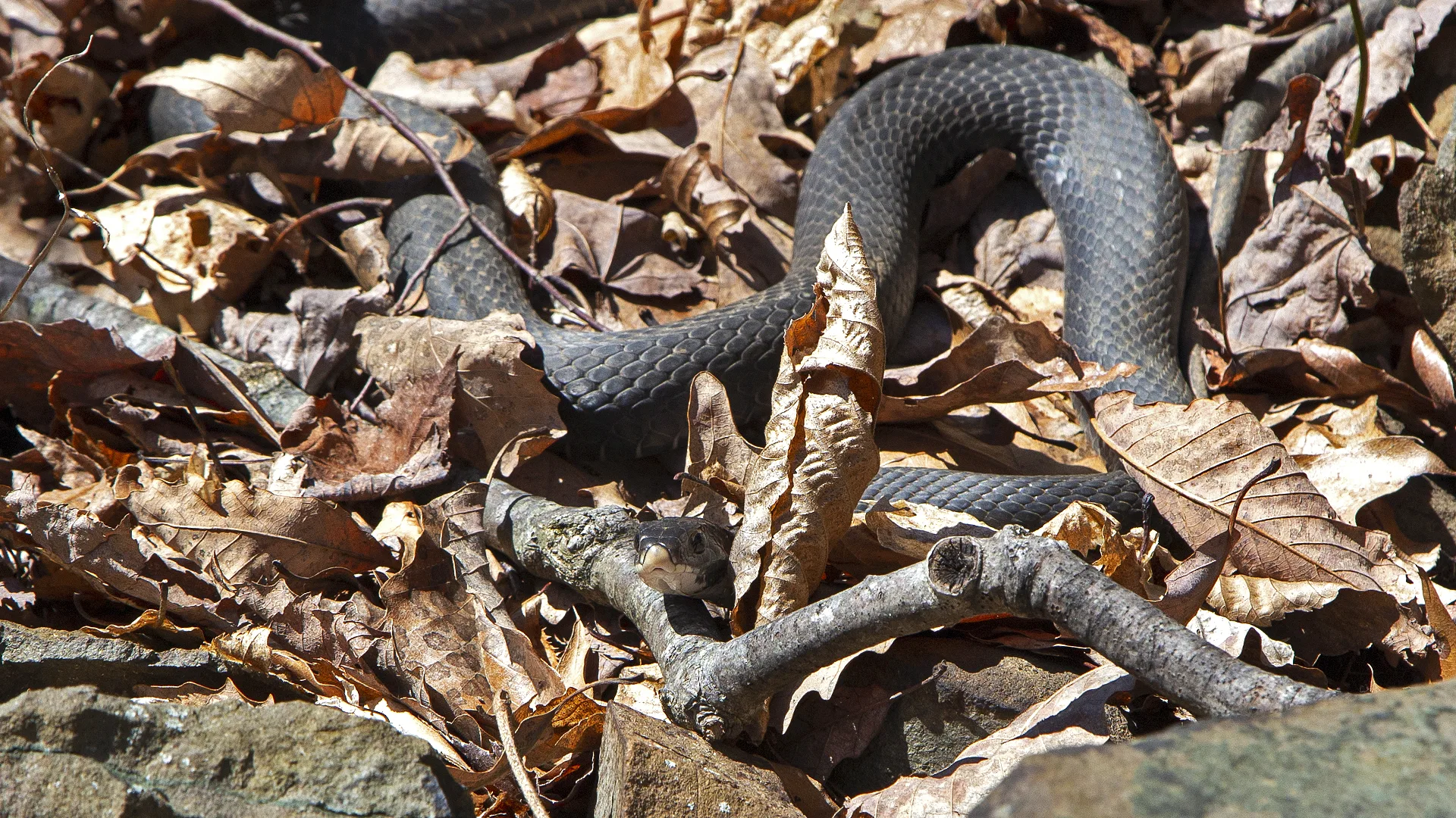 Northern Black Racer