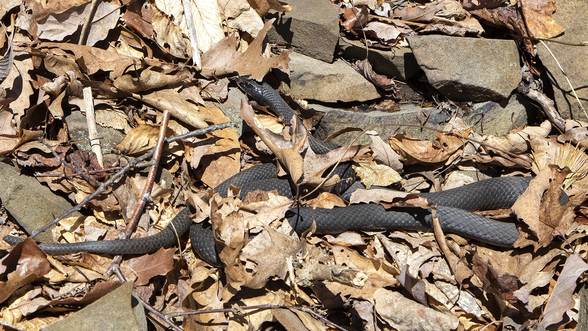 Northern Black Racer