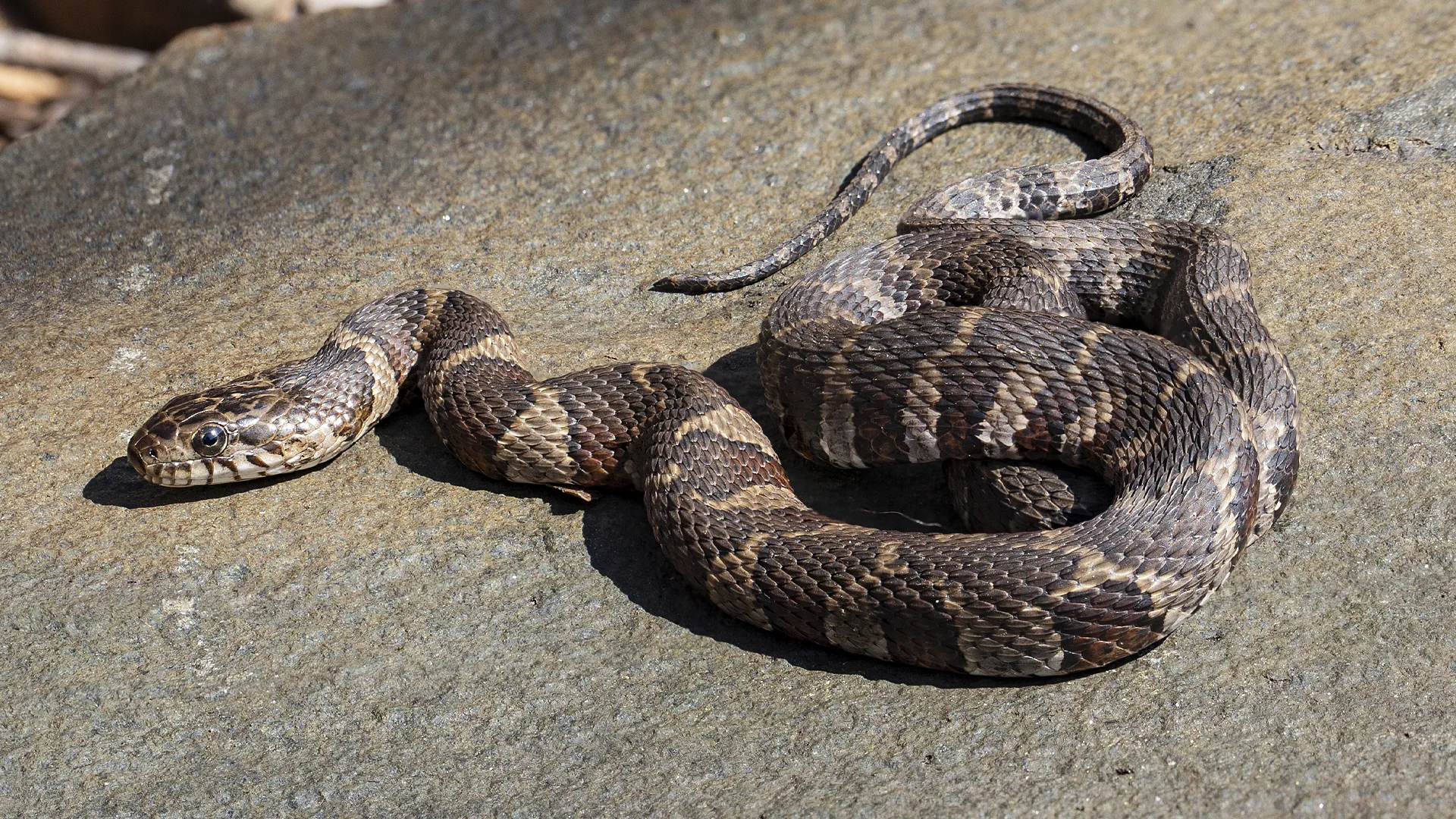 Northern Water Snake