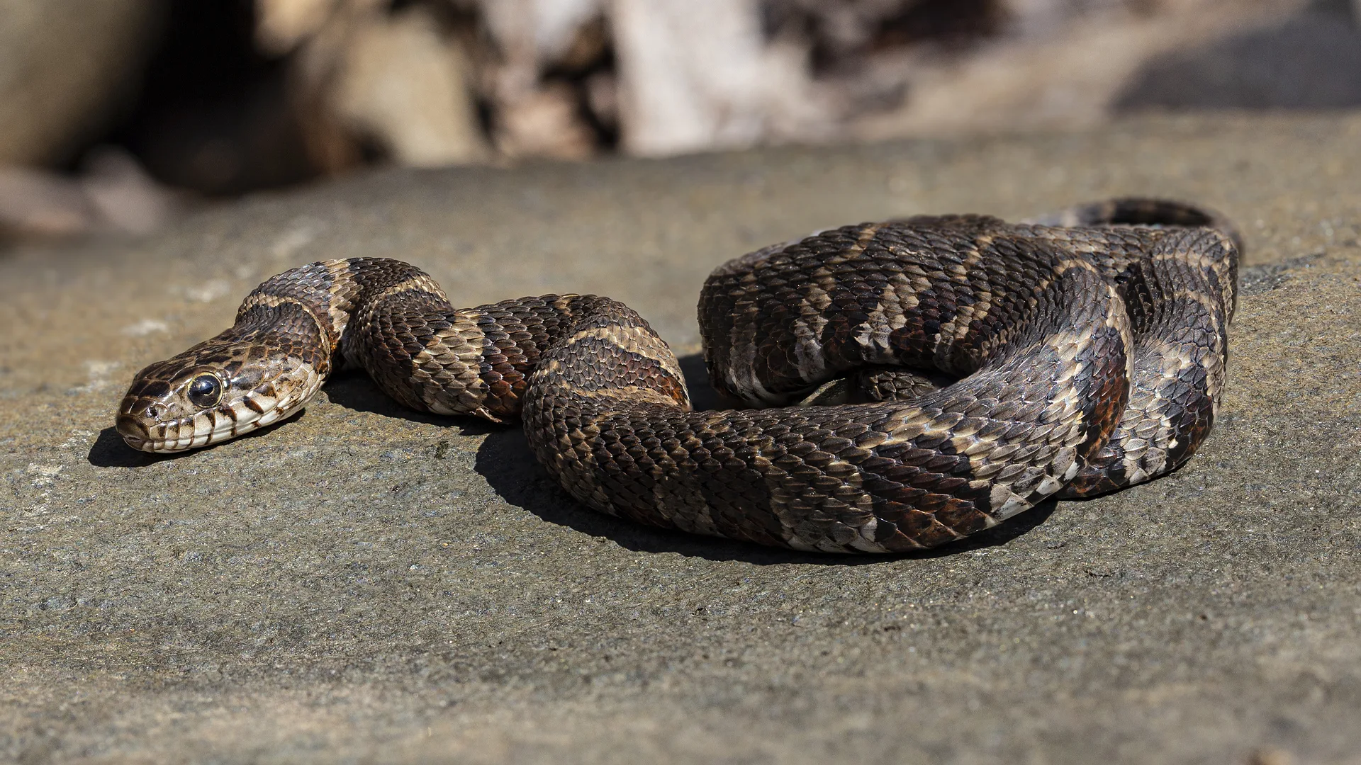 Northern Water Snake