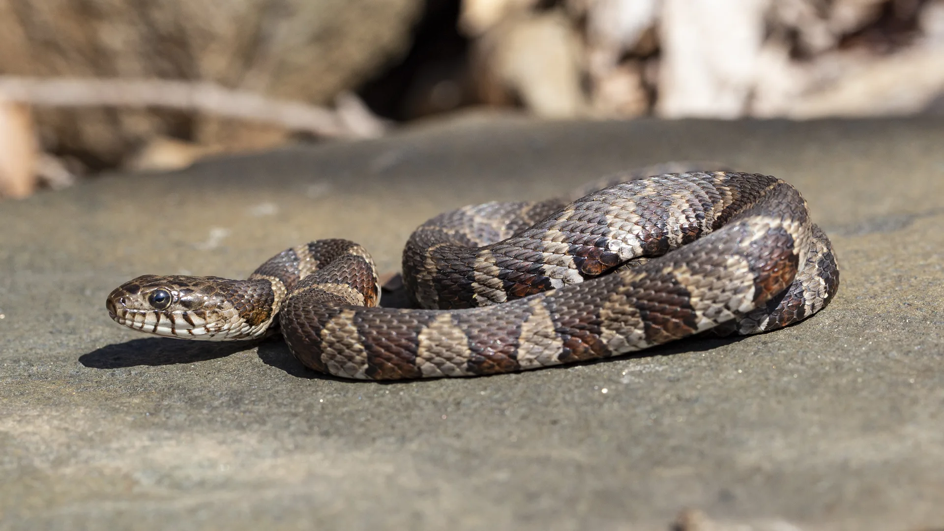 Northern Water Snake