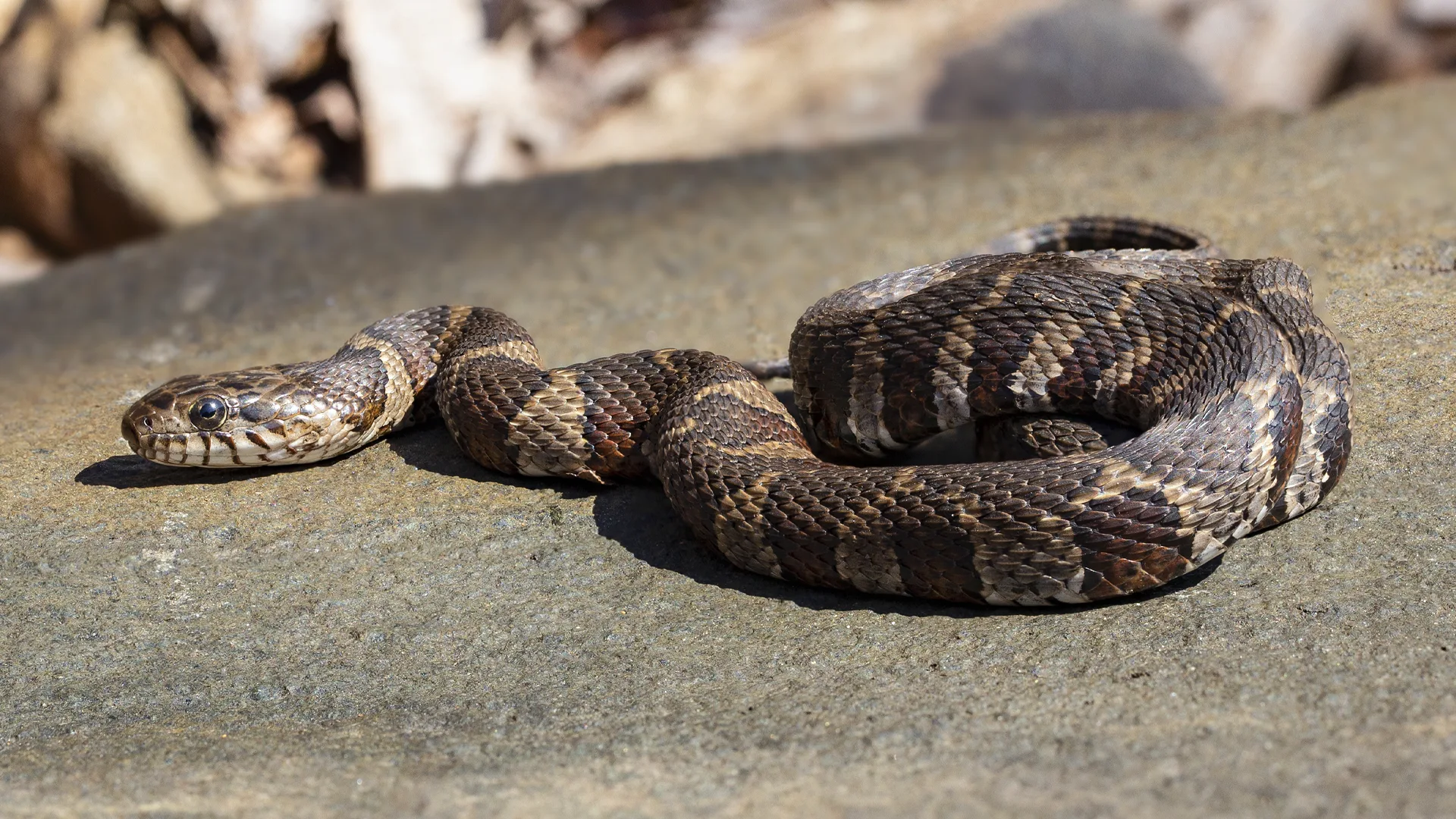 Northern Water Snake