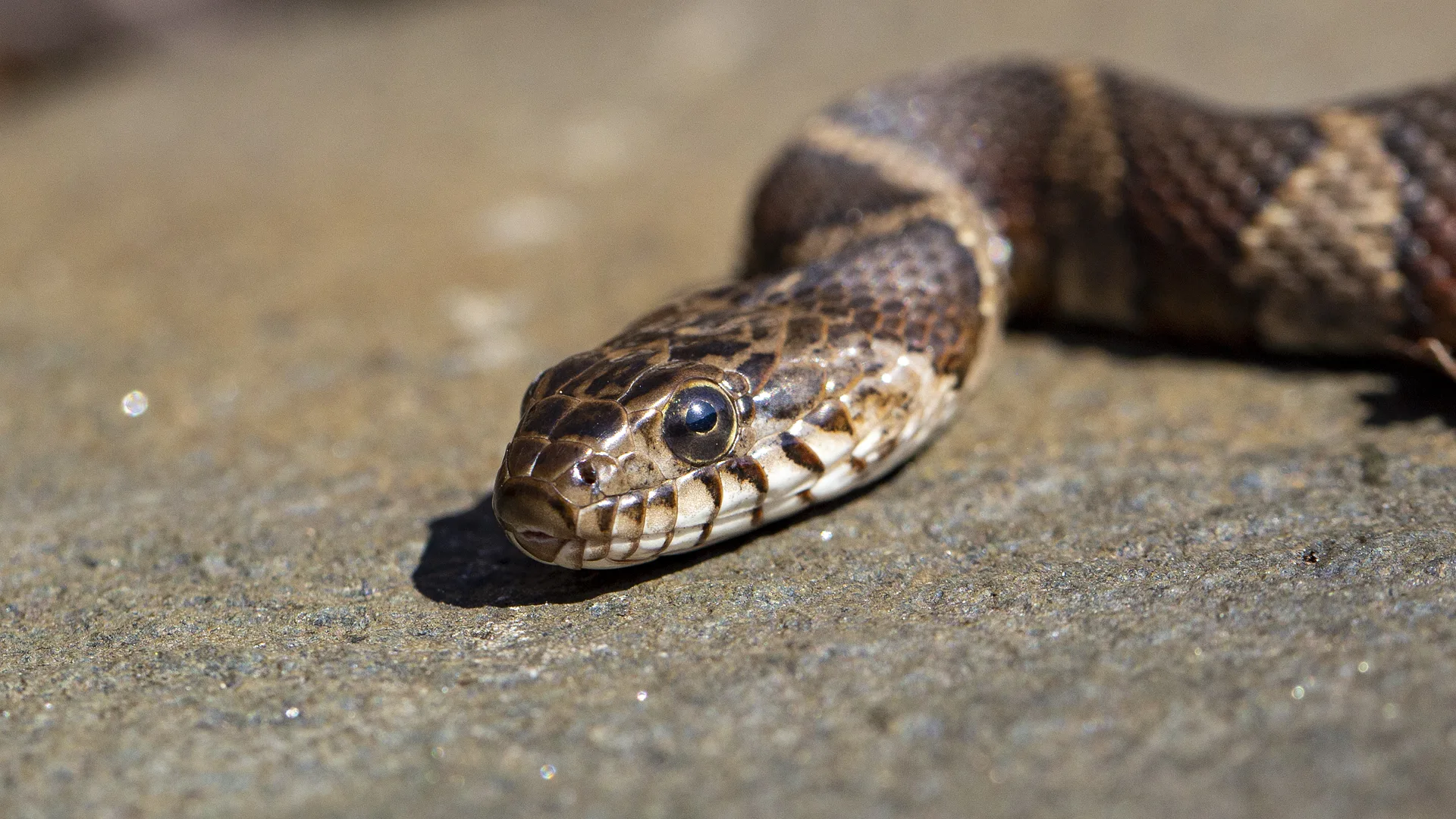 Northern Water Snake
