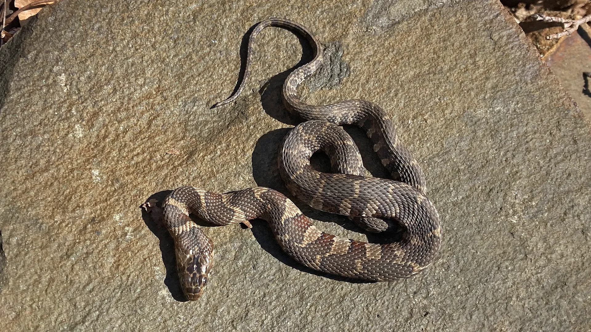 Northern Water Snake