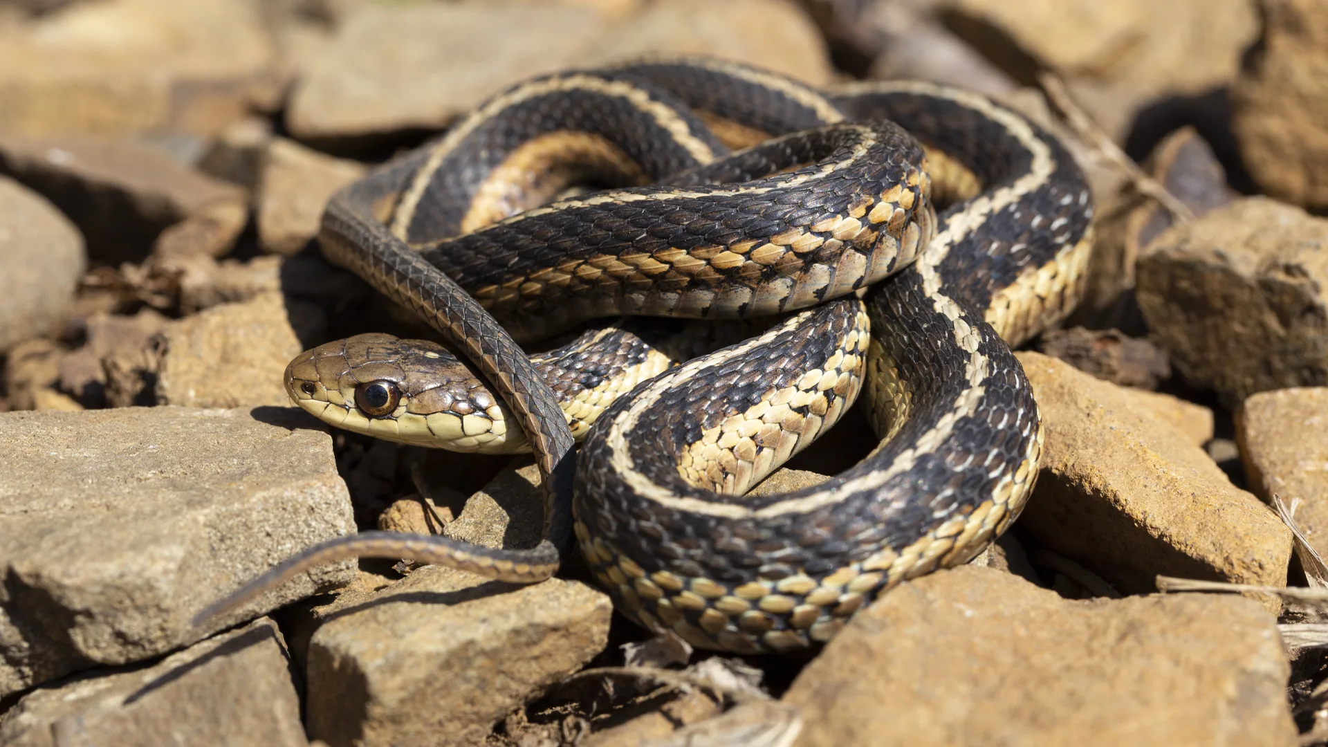Eastern Garter Snake