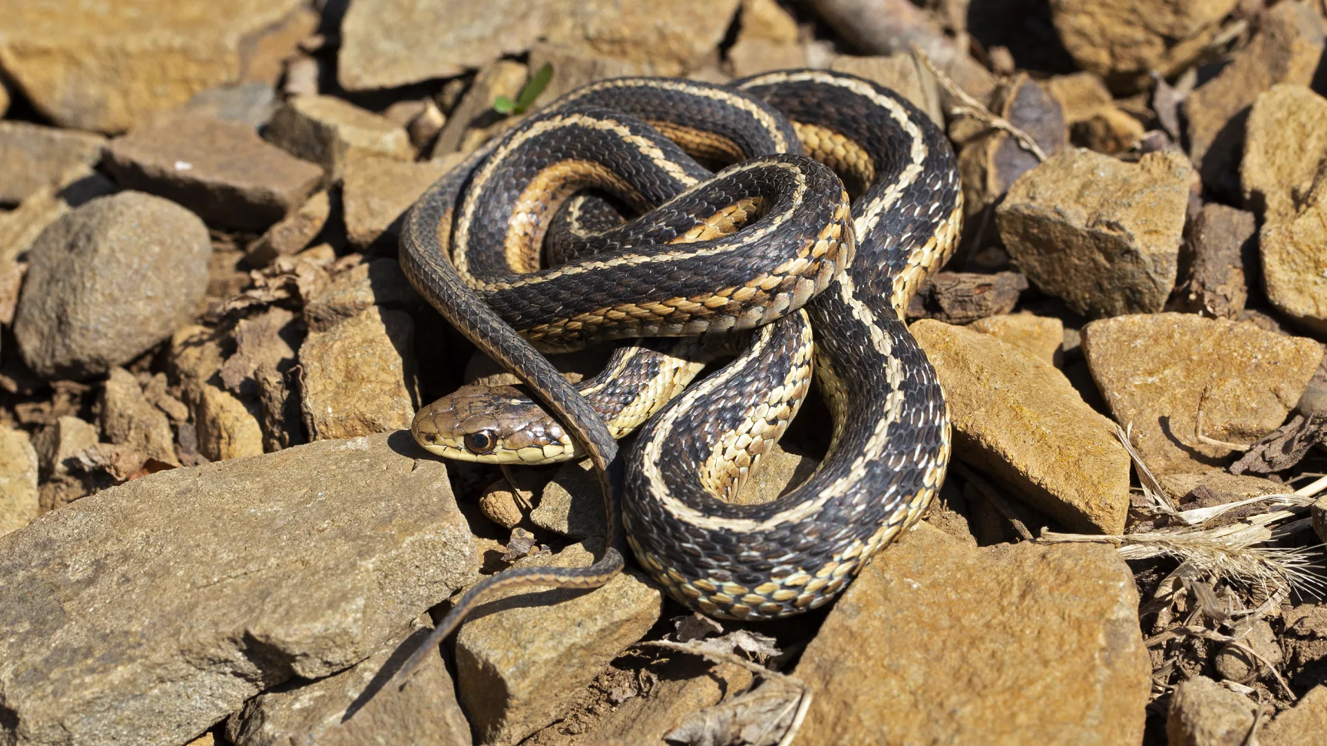 Eastern Garter Snake