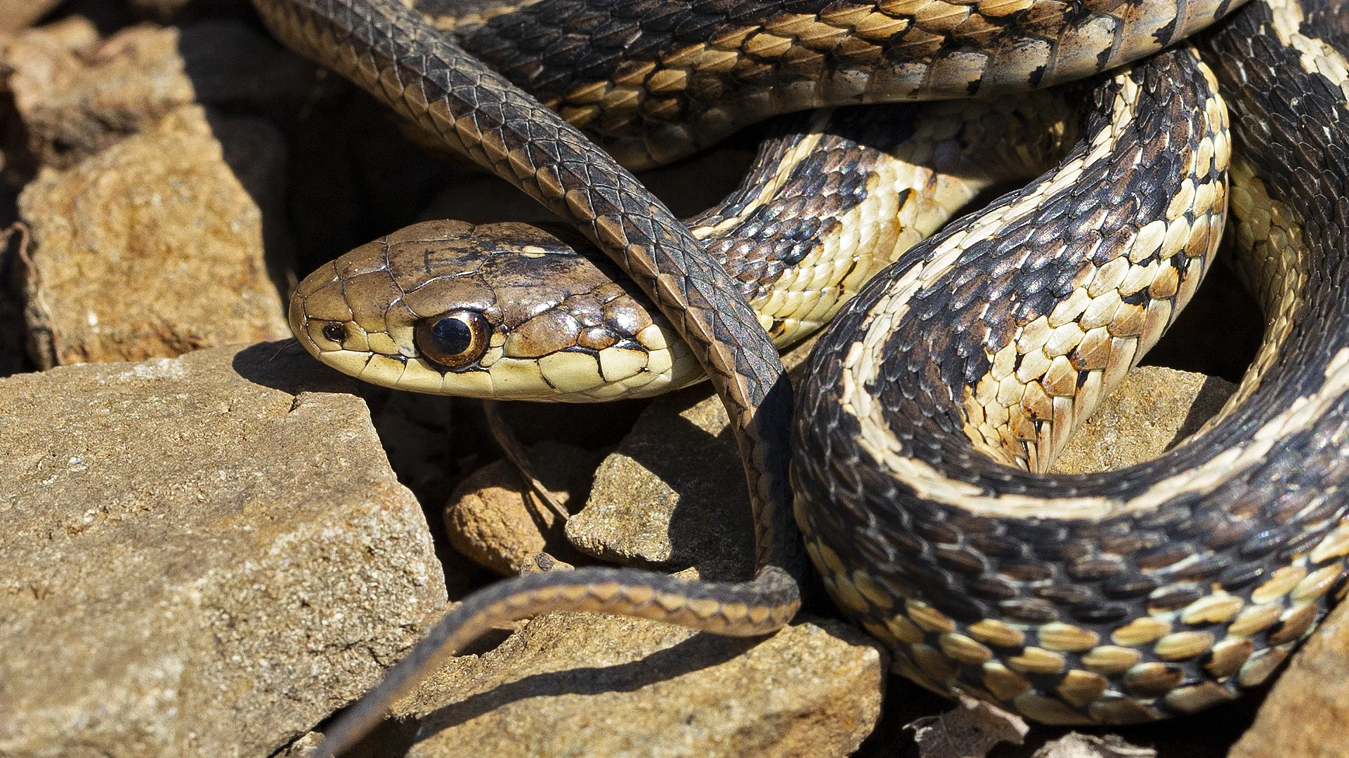 Eastern Garter Snake
