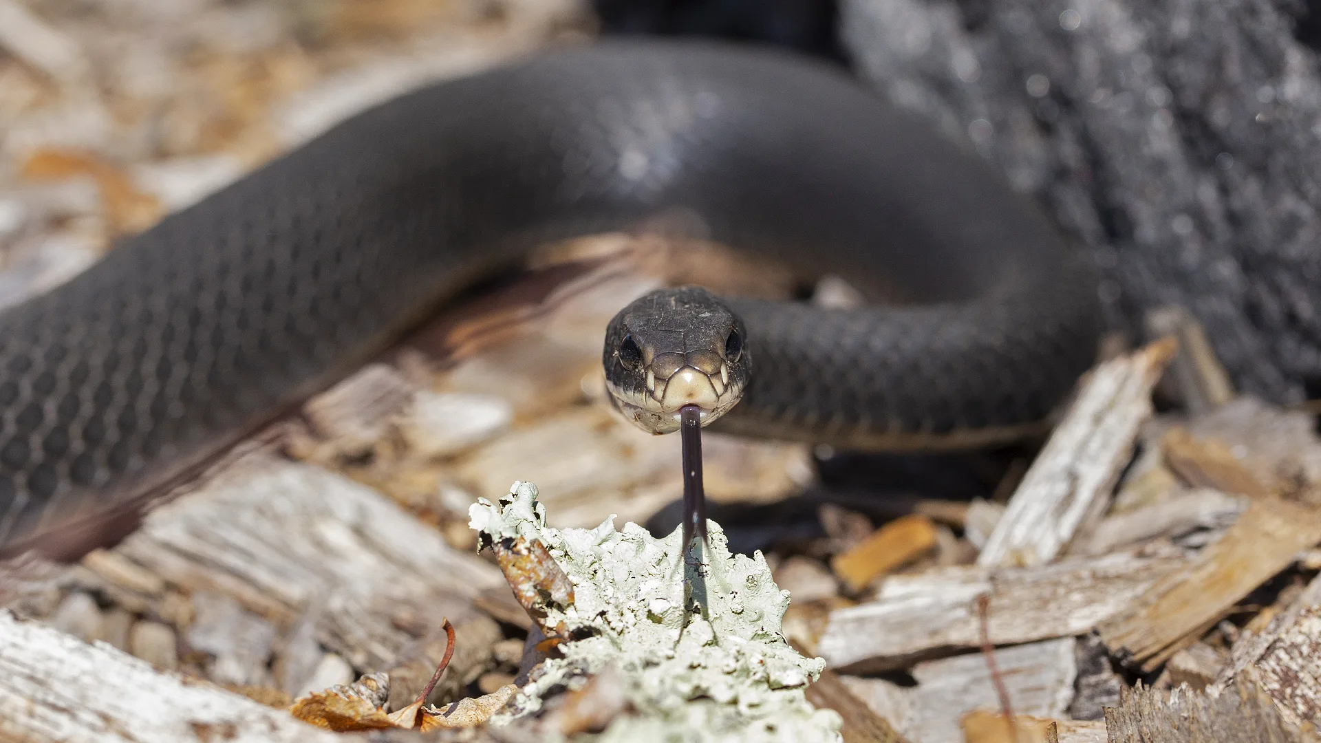 Northern Black Racer