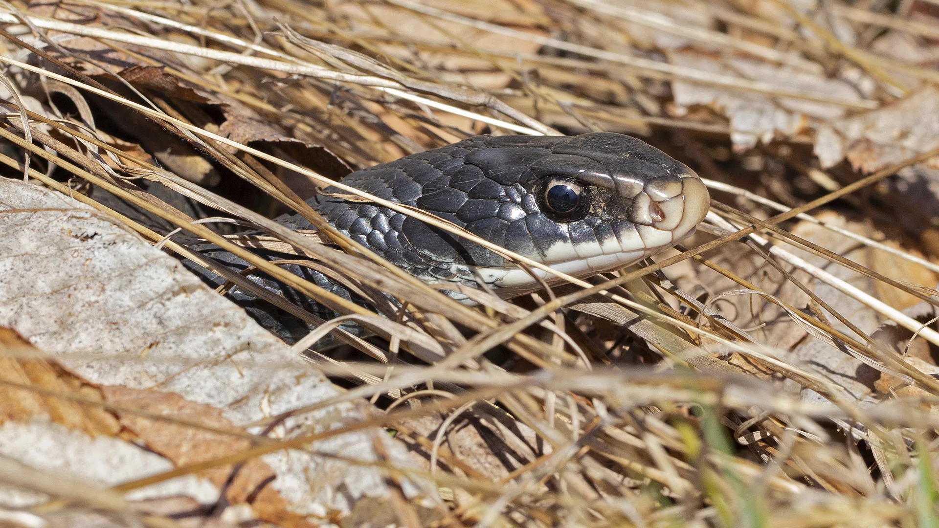 Northern Black Racer