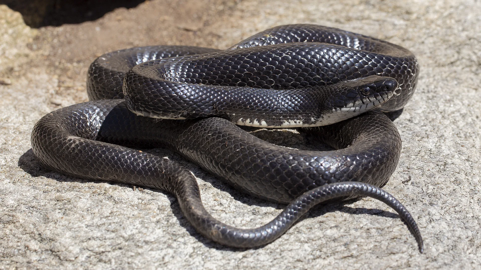 Eastern Rat Snake