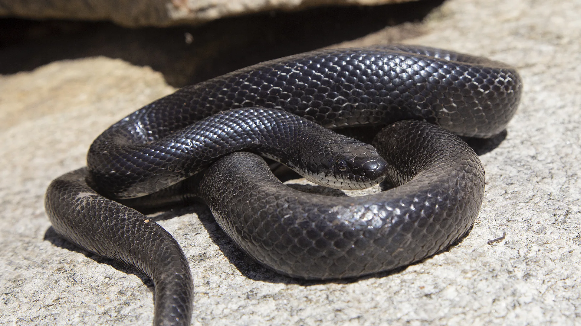 Eastern Rat Snake