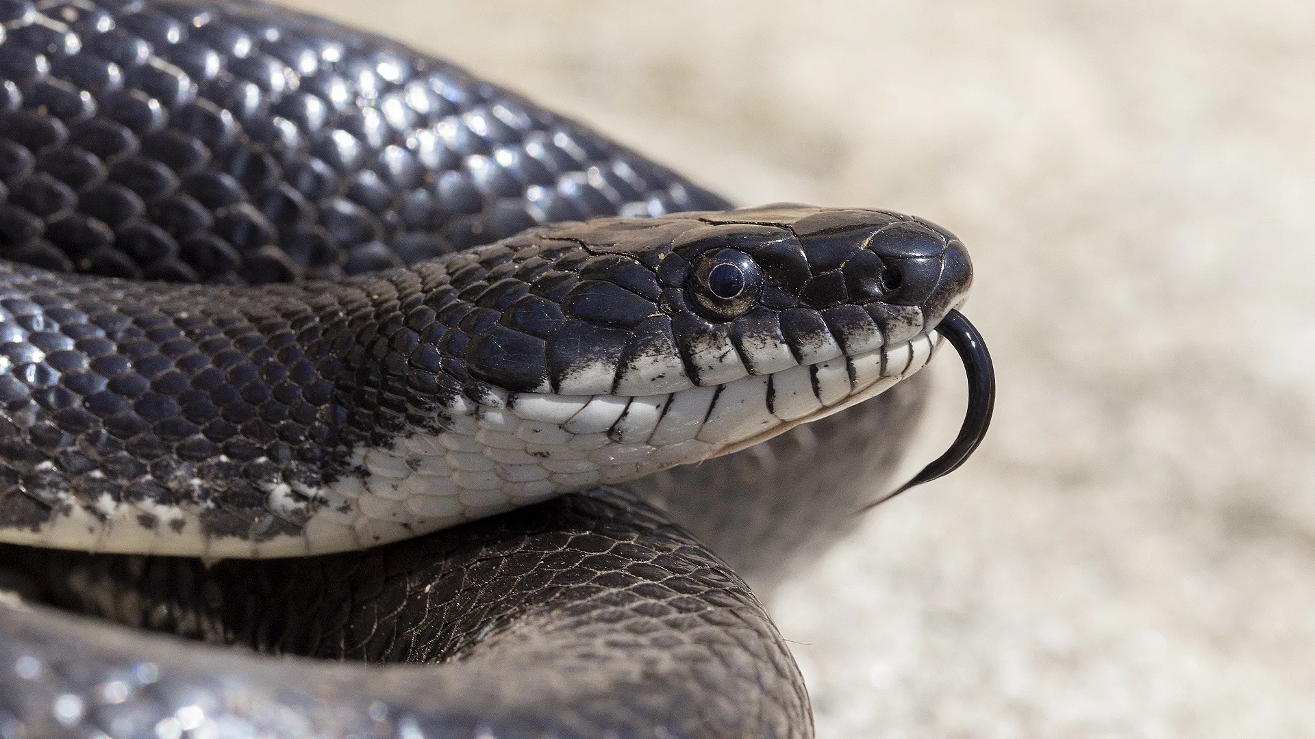Eastern Rat Snake