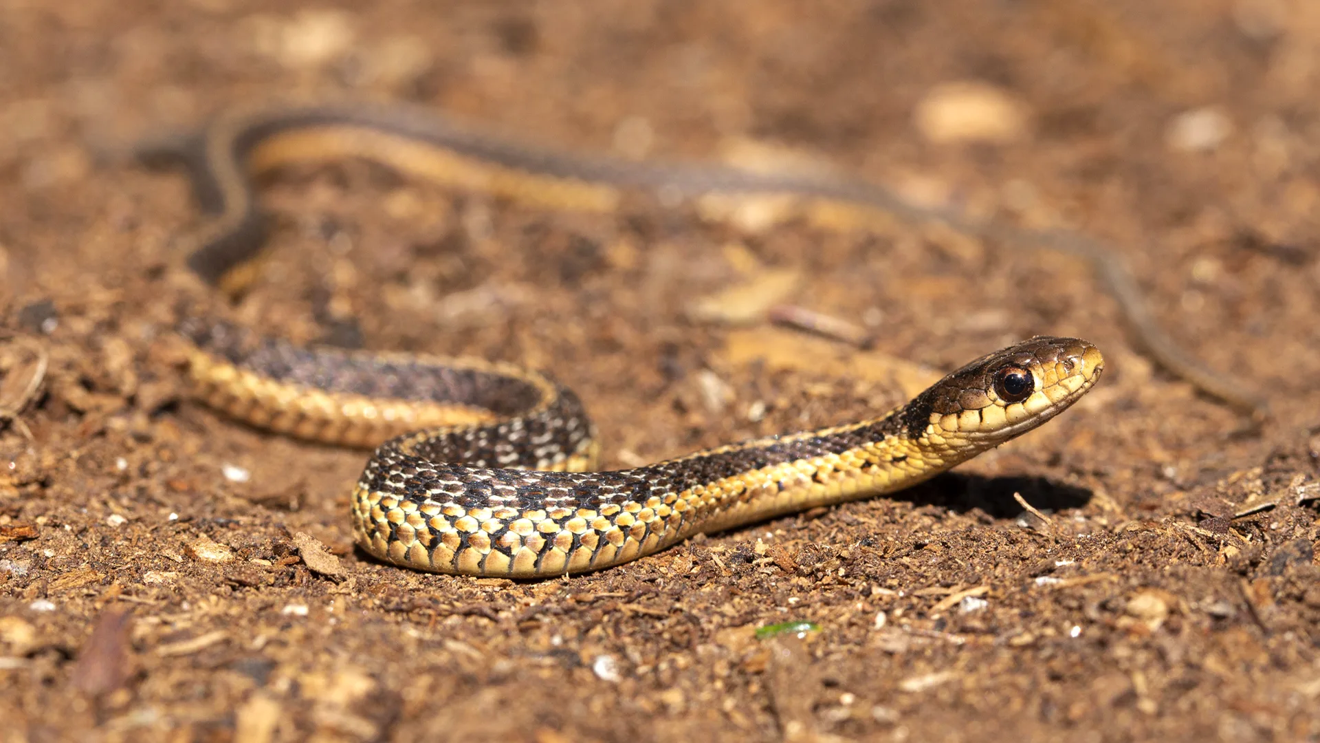 Eastern Garter Snake