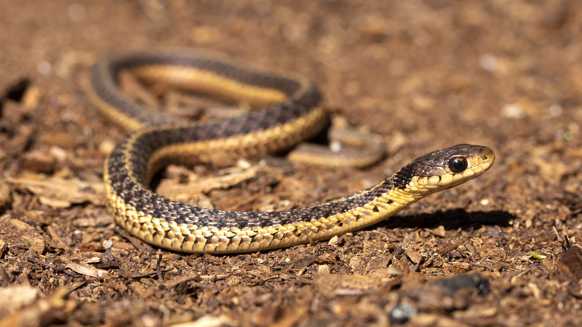 Eastern Garter Snake