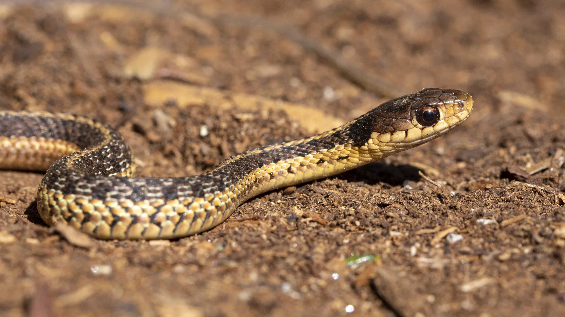 Eastern Garter Snake