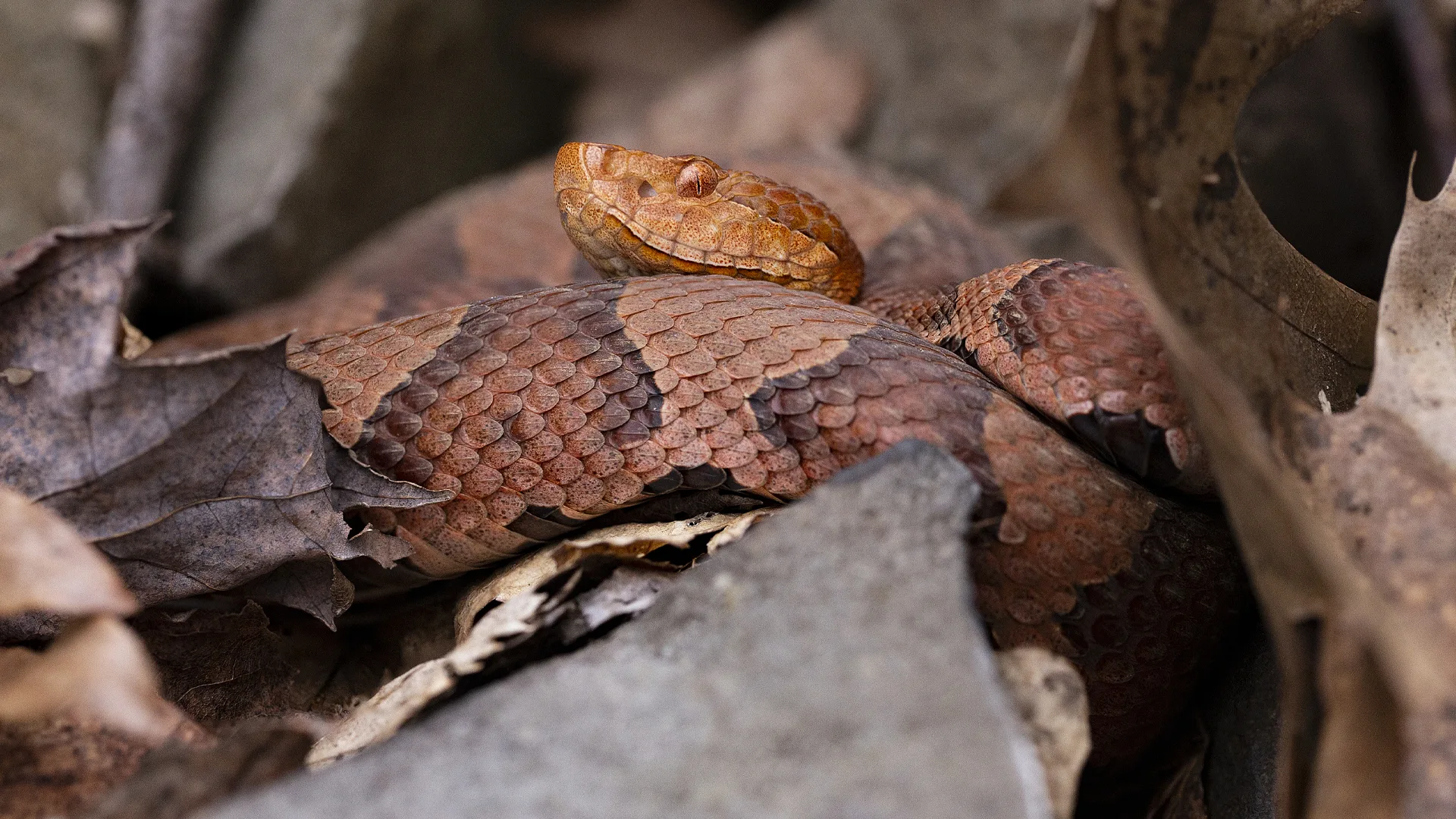 Eastern Copperhead