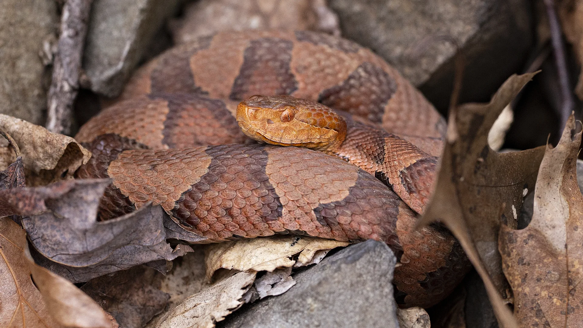 Eastern Copperhead