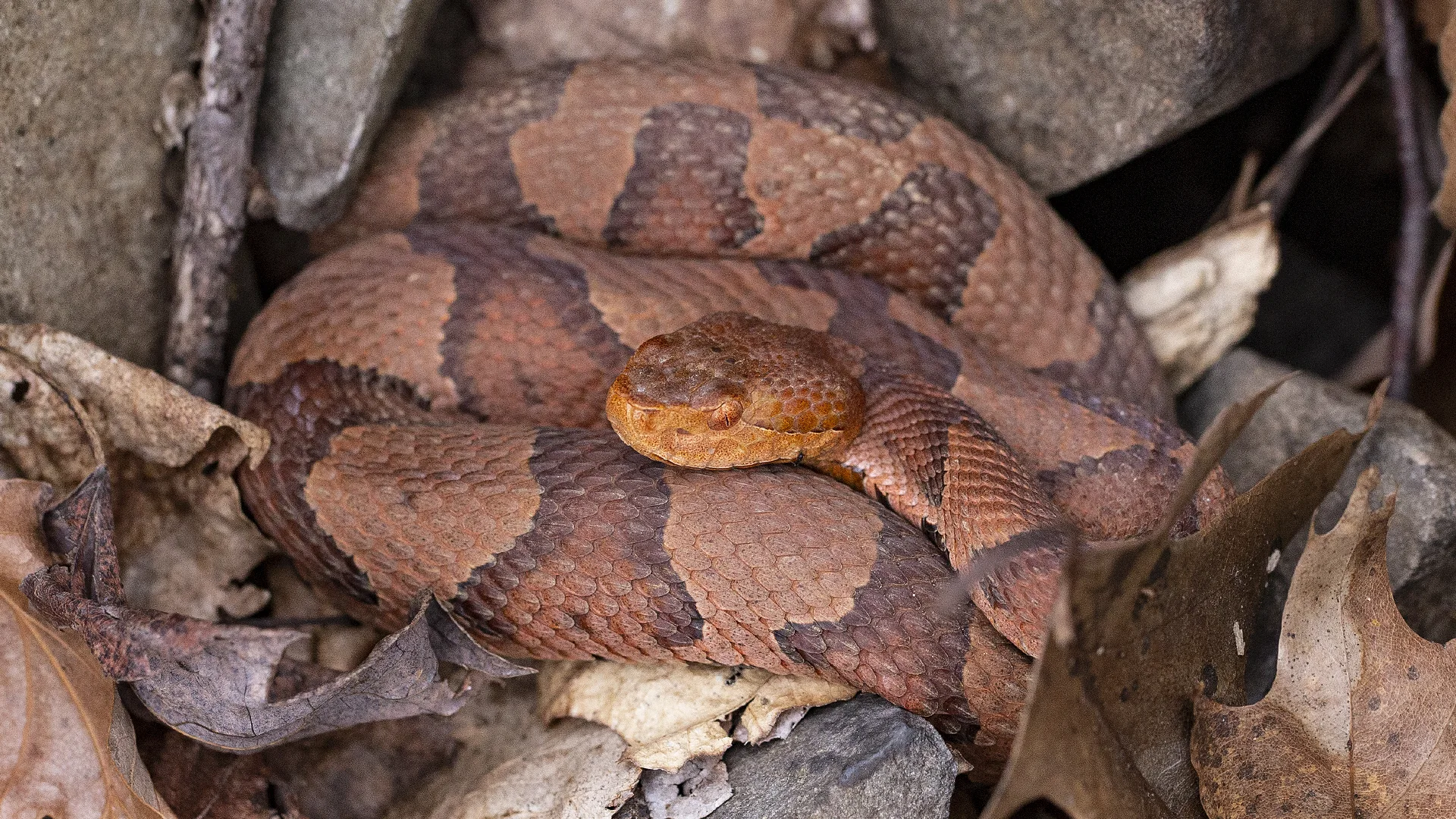 Eastern Copperhead
