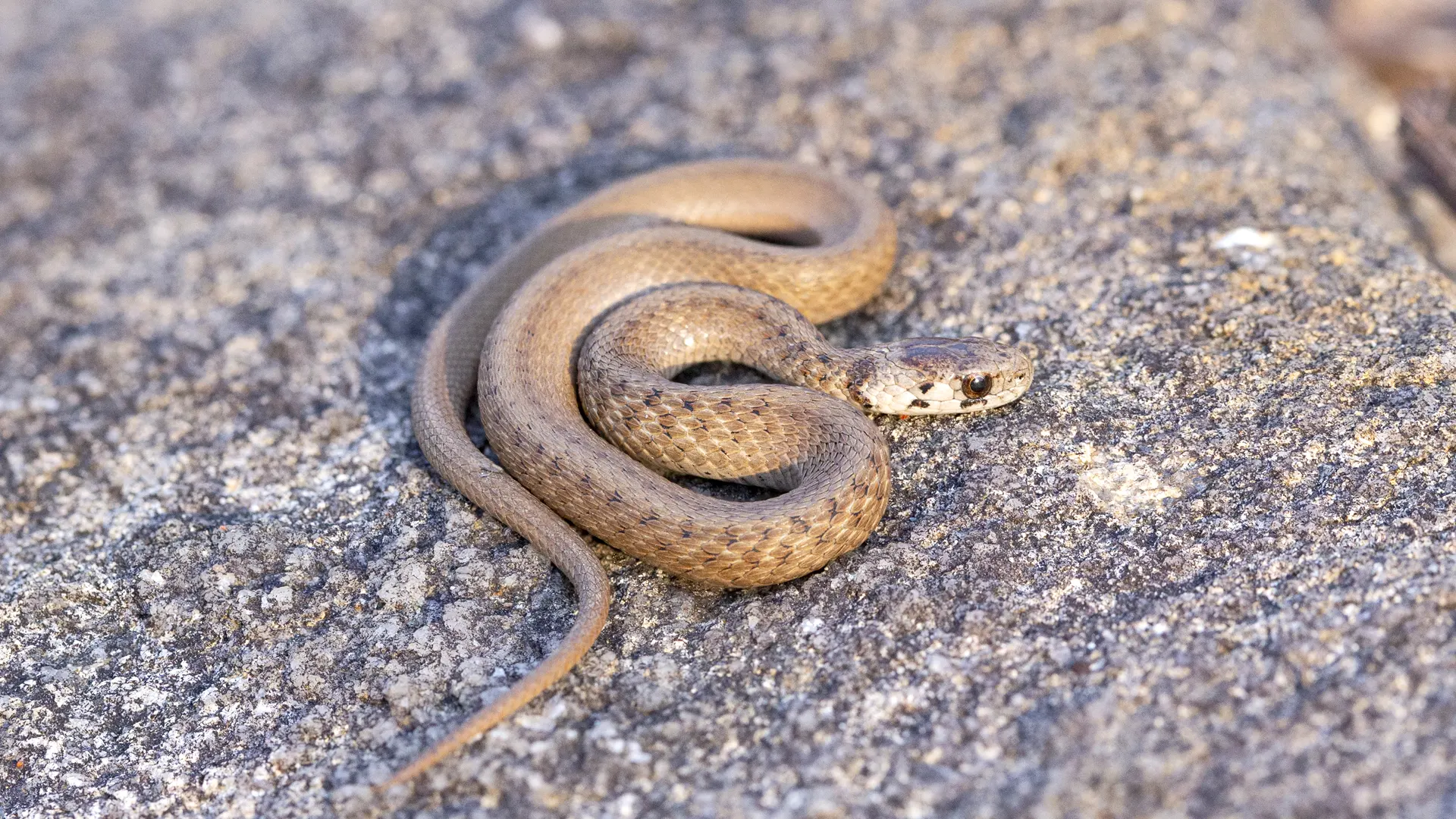 Northern Brown Snake