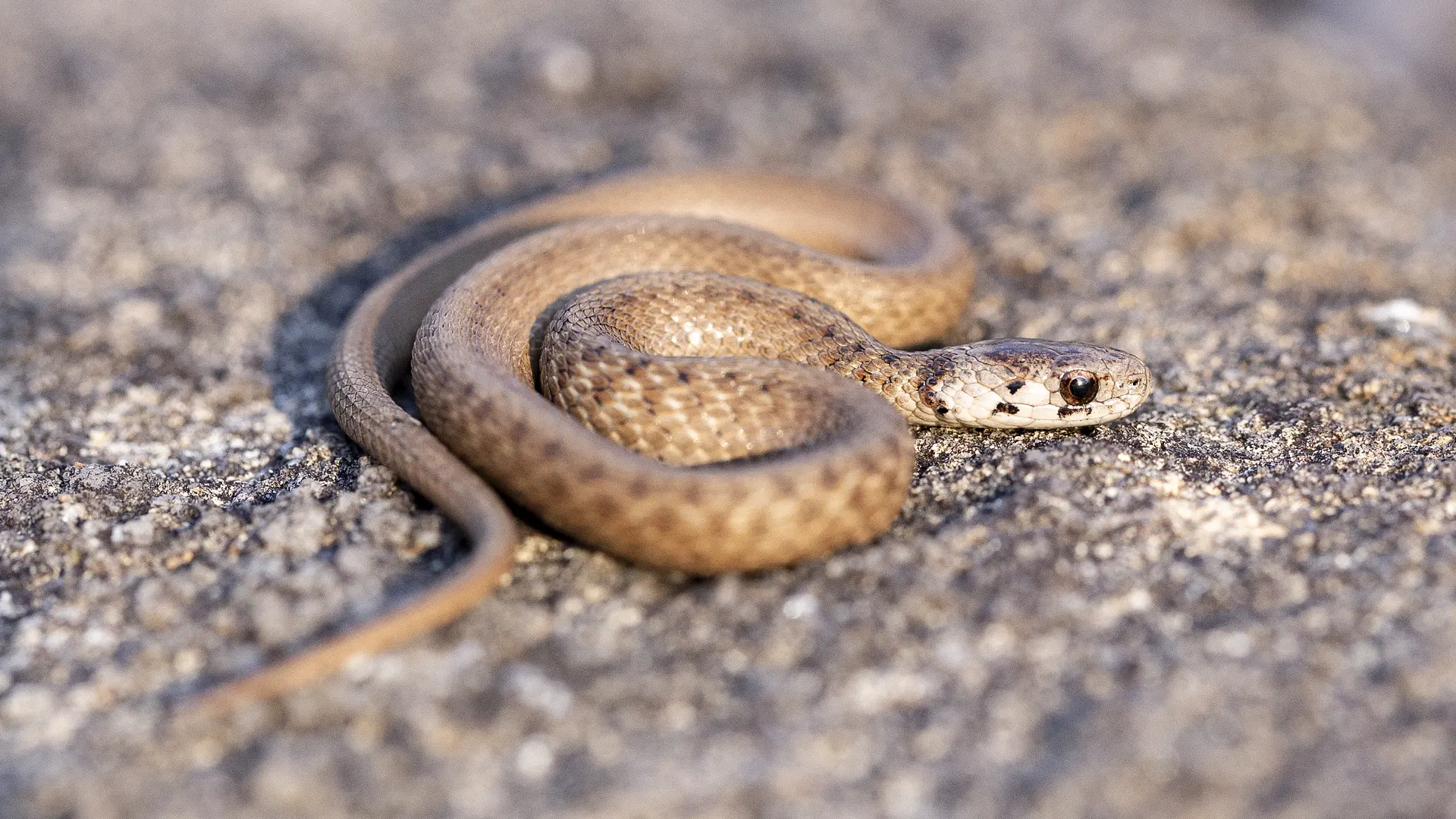 Northern Brown Snake